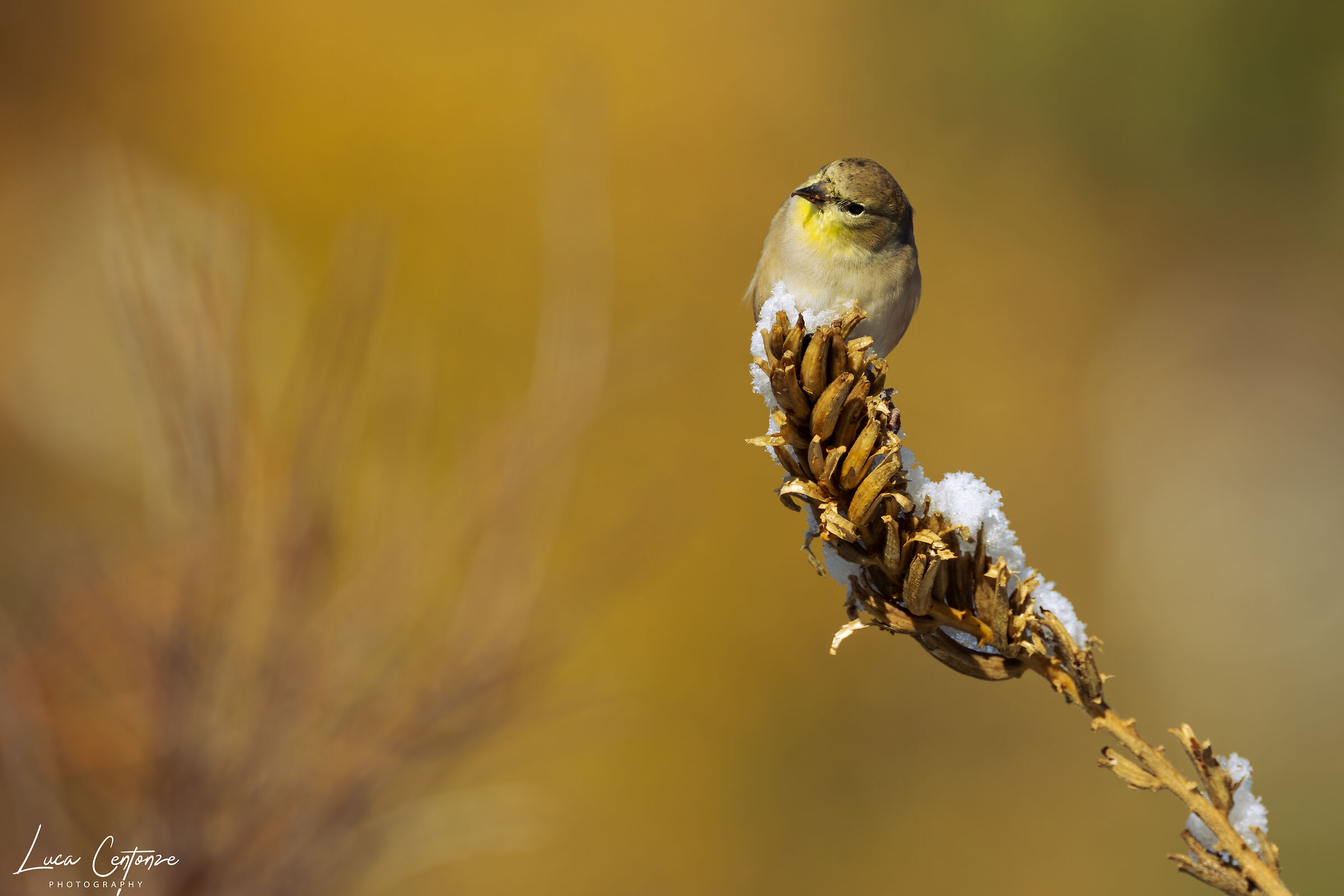 American Goldfinch (Spinus tristis)