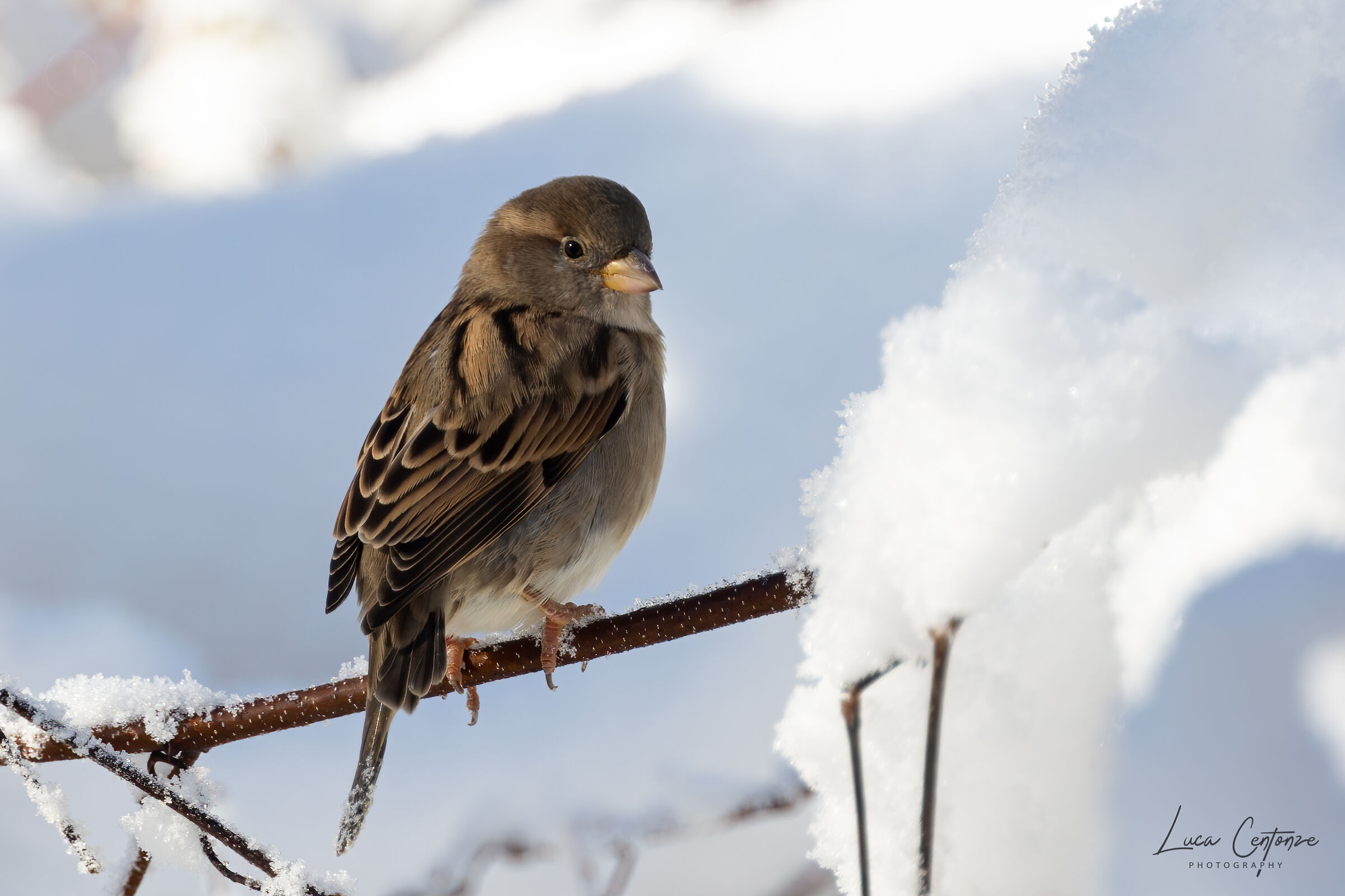 House Sparrow (Passer domesticus)