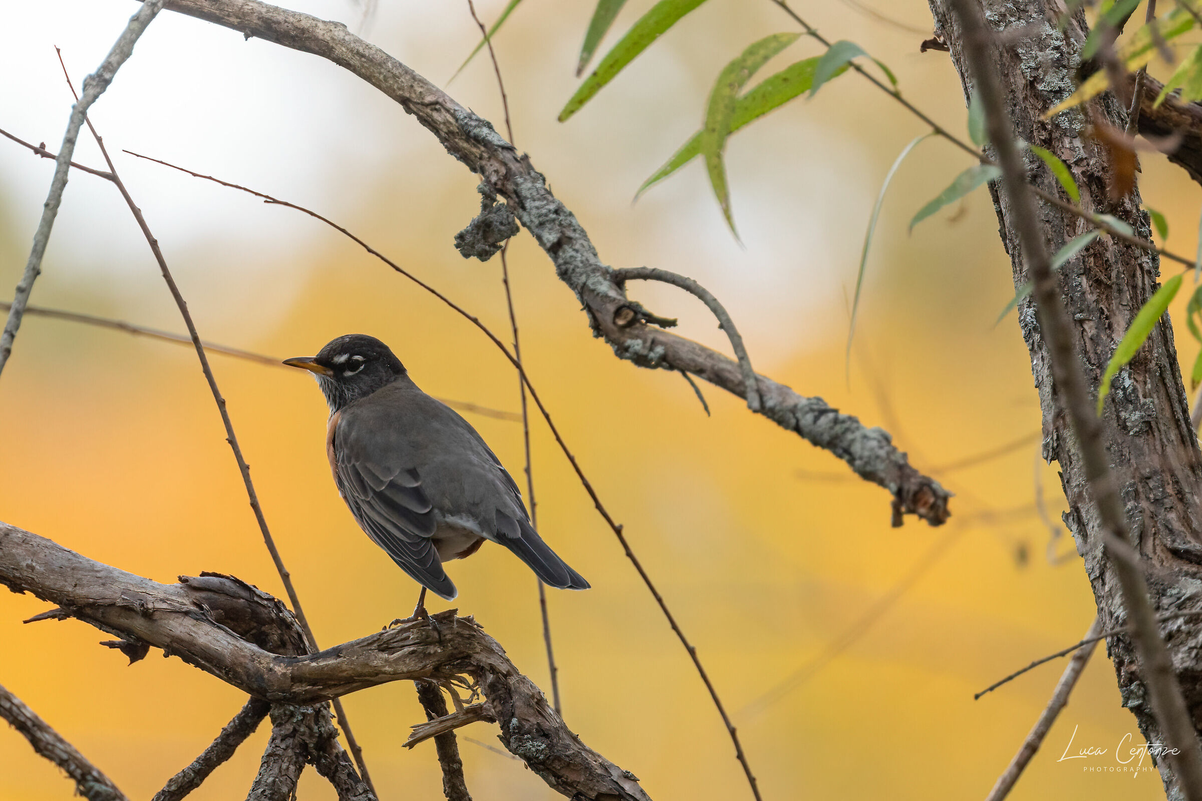 American Robin (Turdus migratorius)