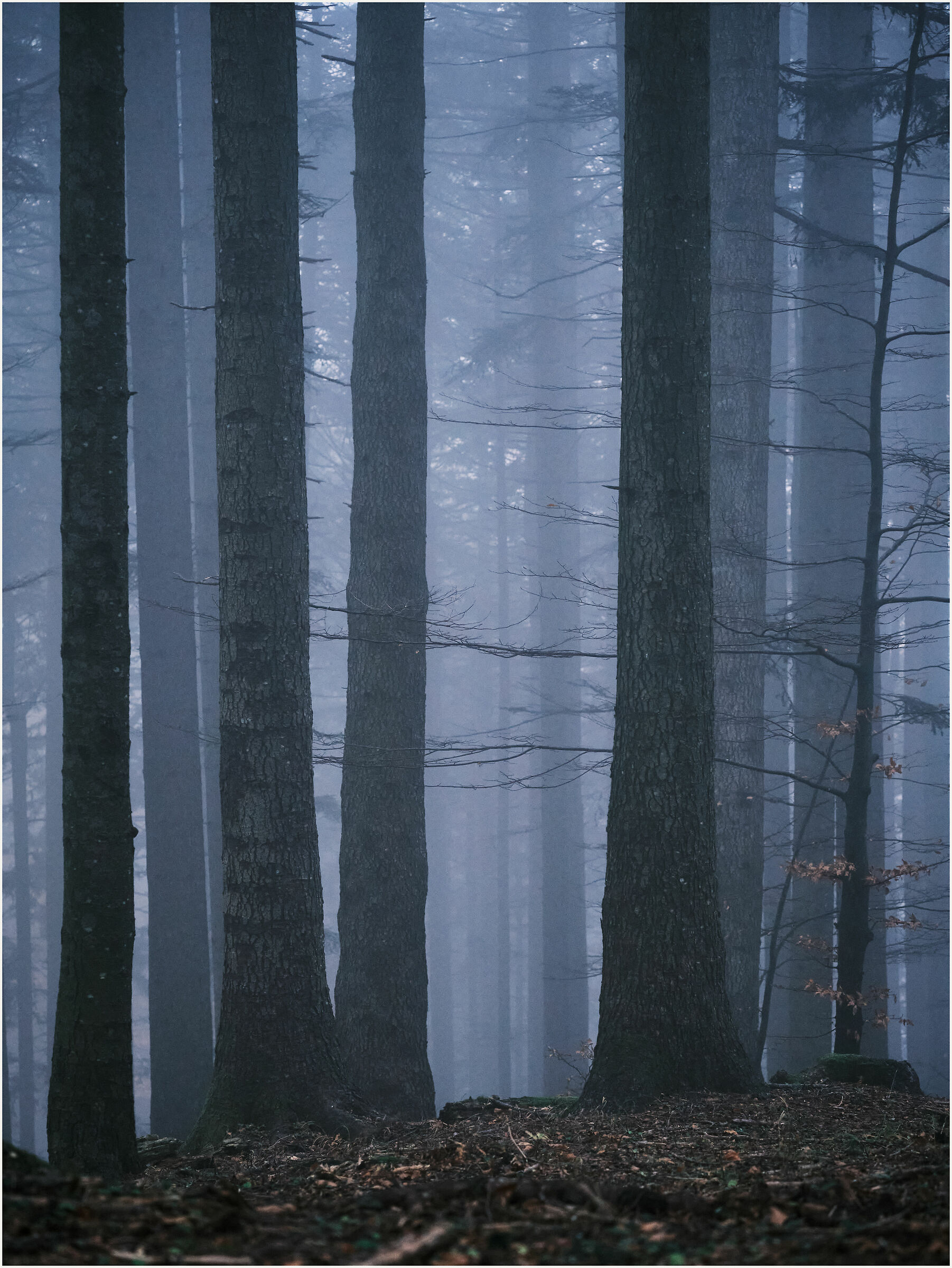 The Spirit of the Woods