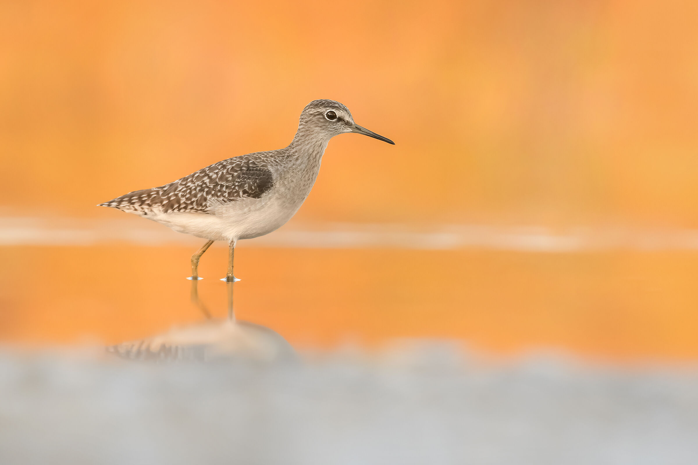 Pyro piro boschereccio