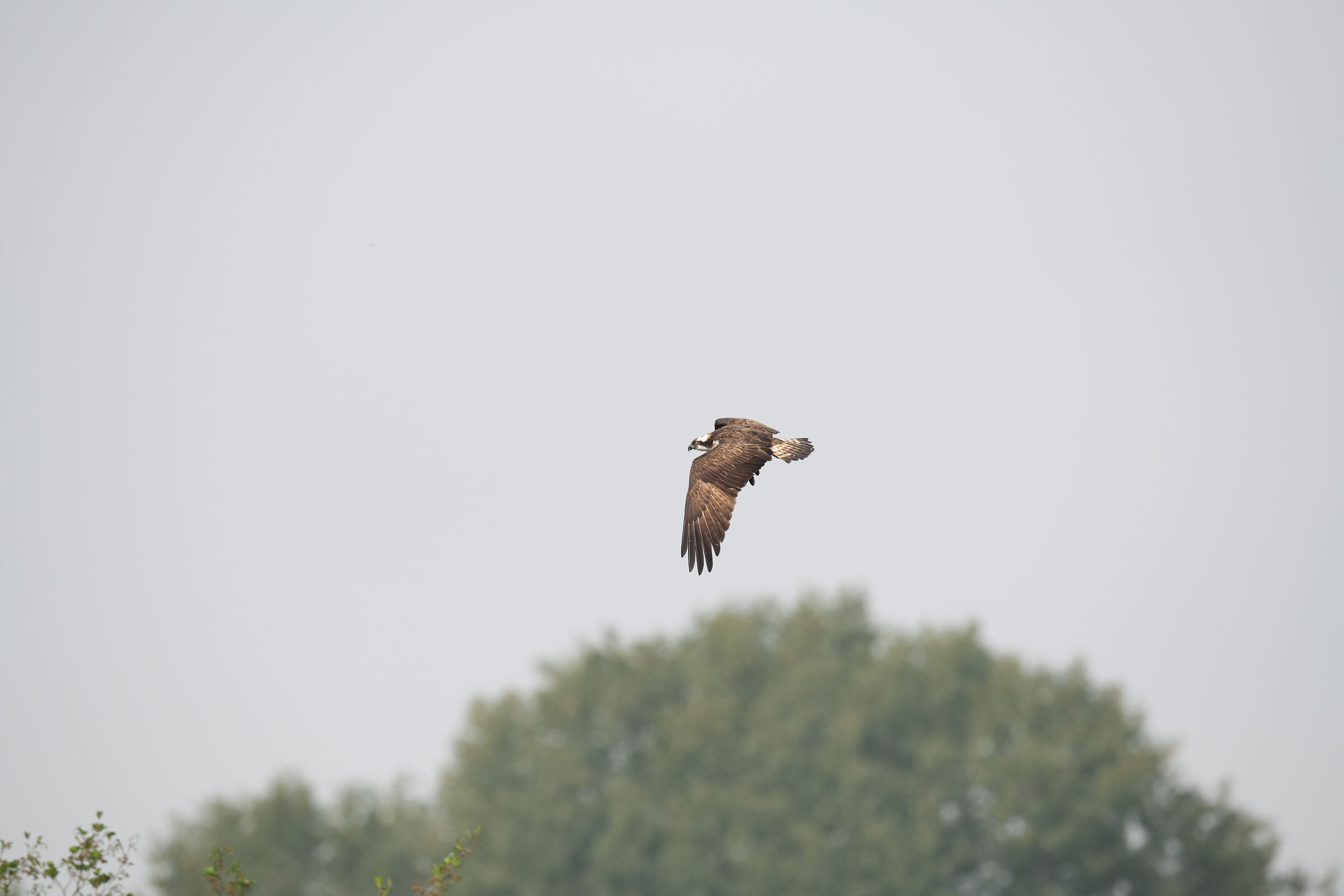 Falco in volo a 80 metri