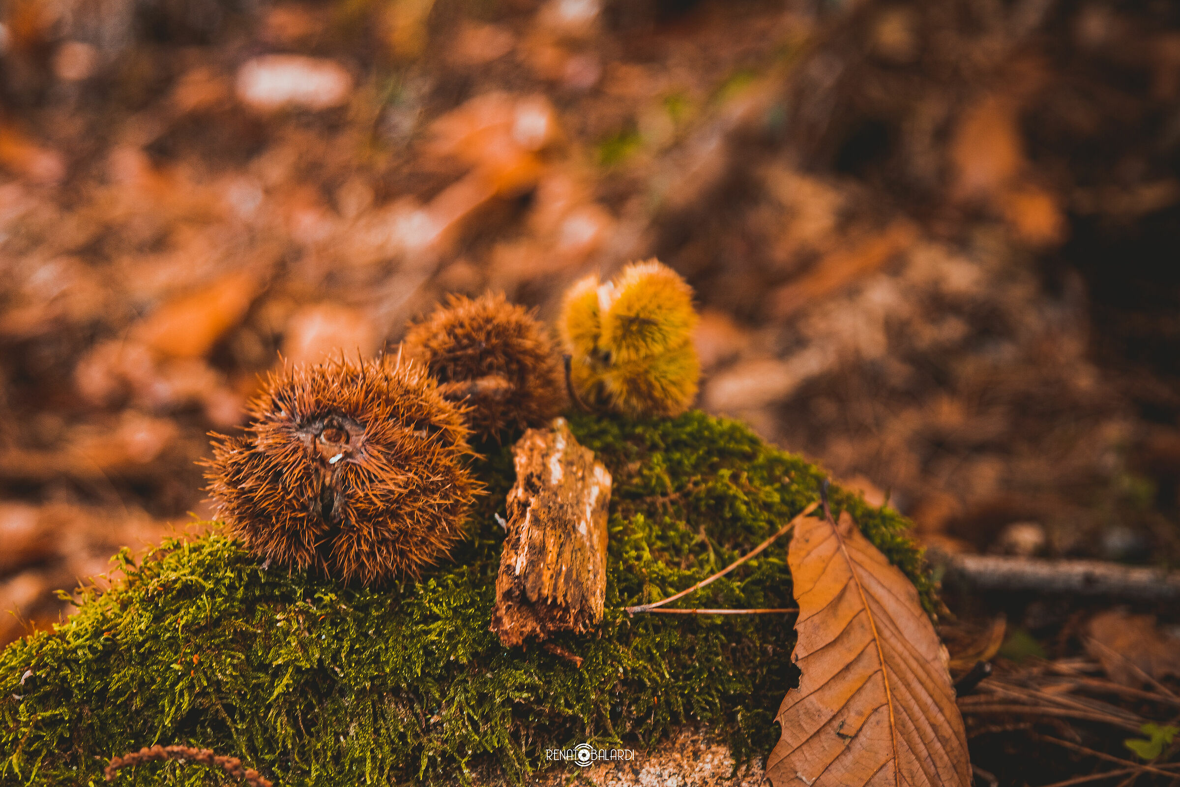 Castagne, sapori autunnali