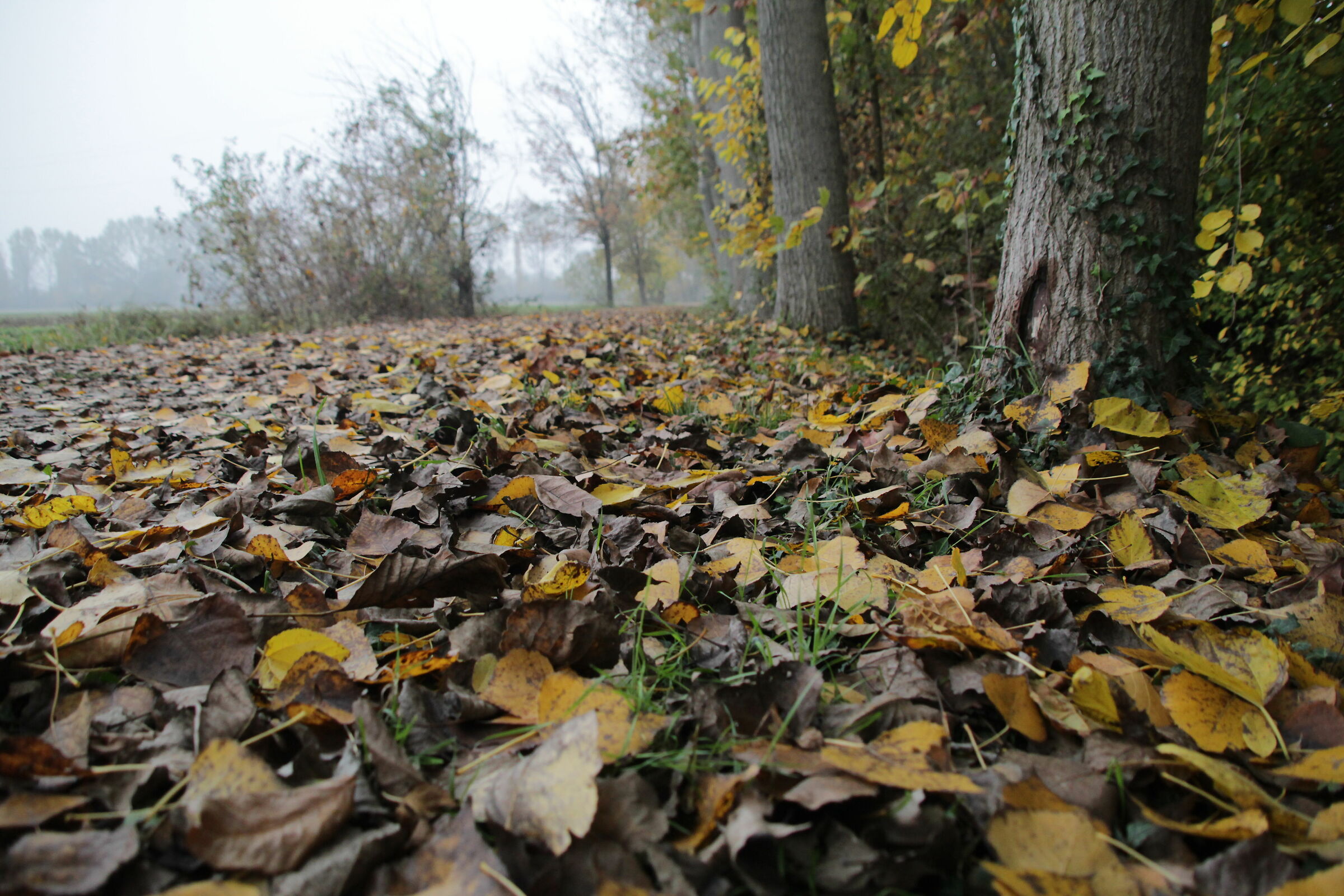 Foliage2
