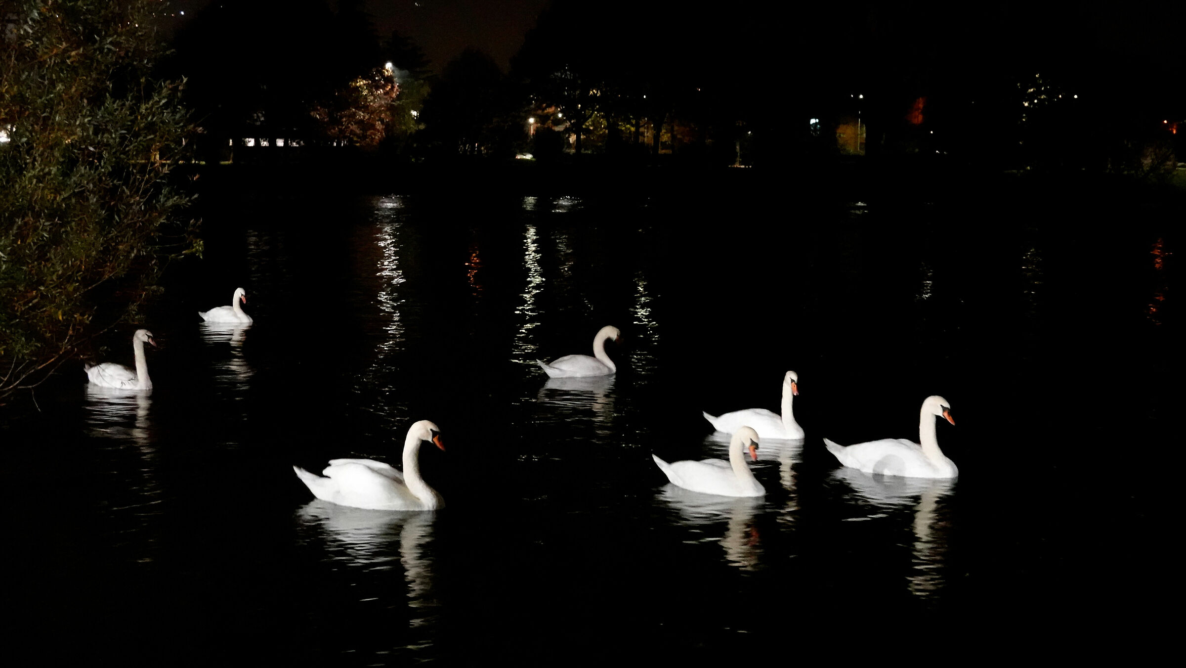 Swan Lake