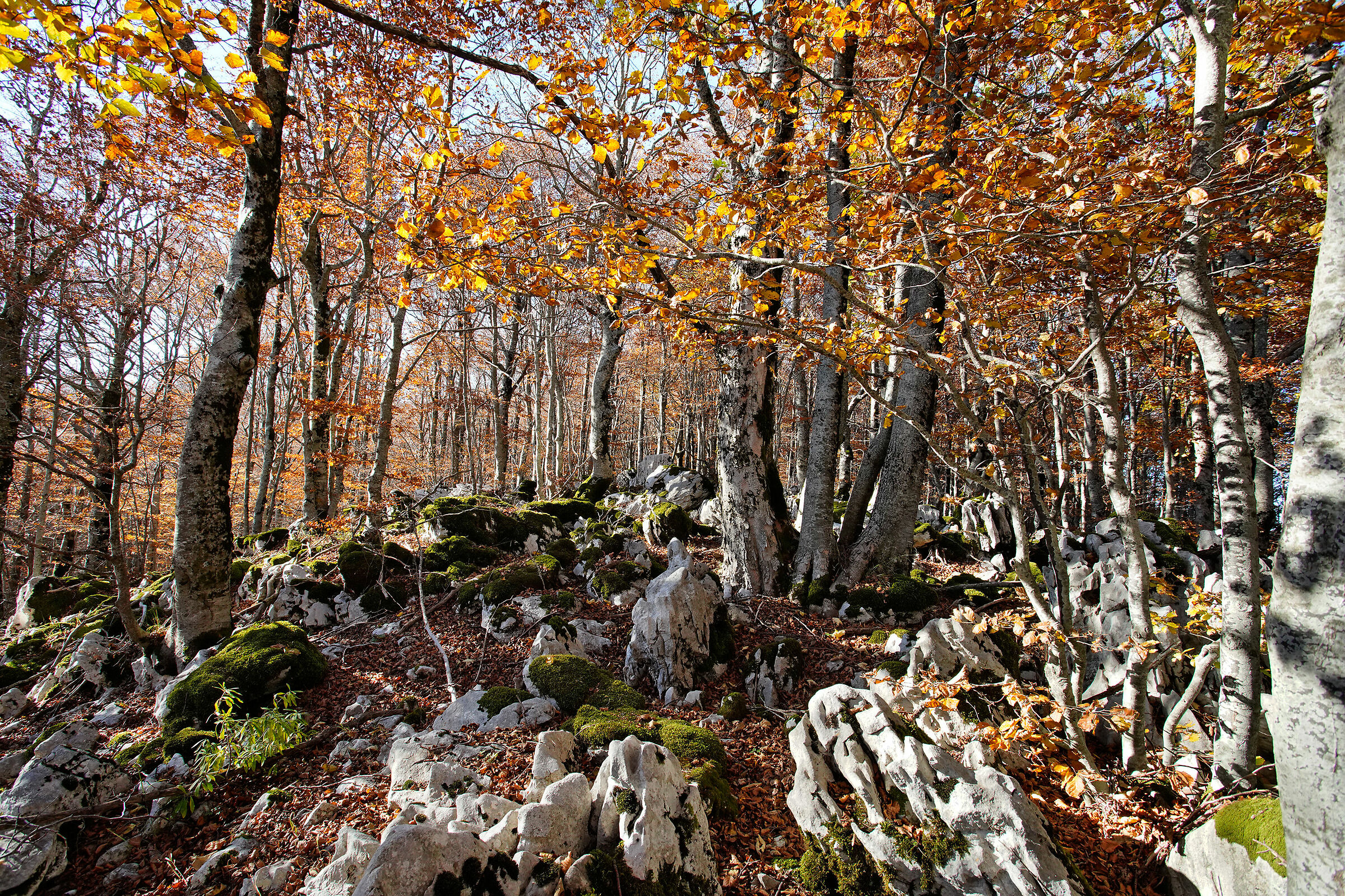 Beech in autumn