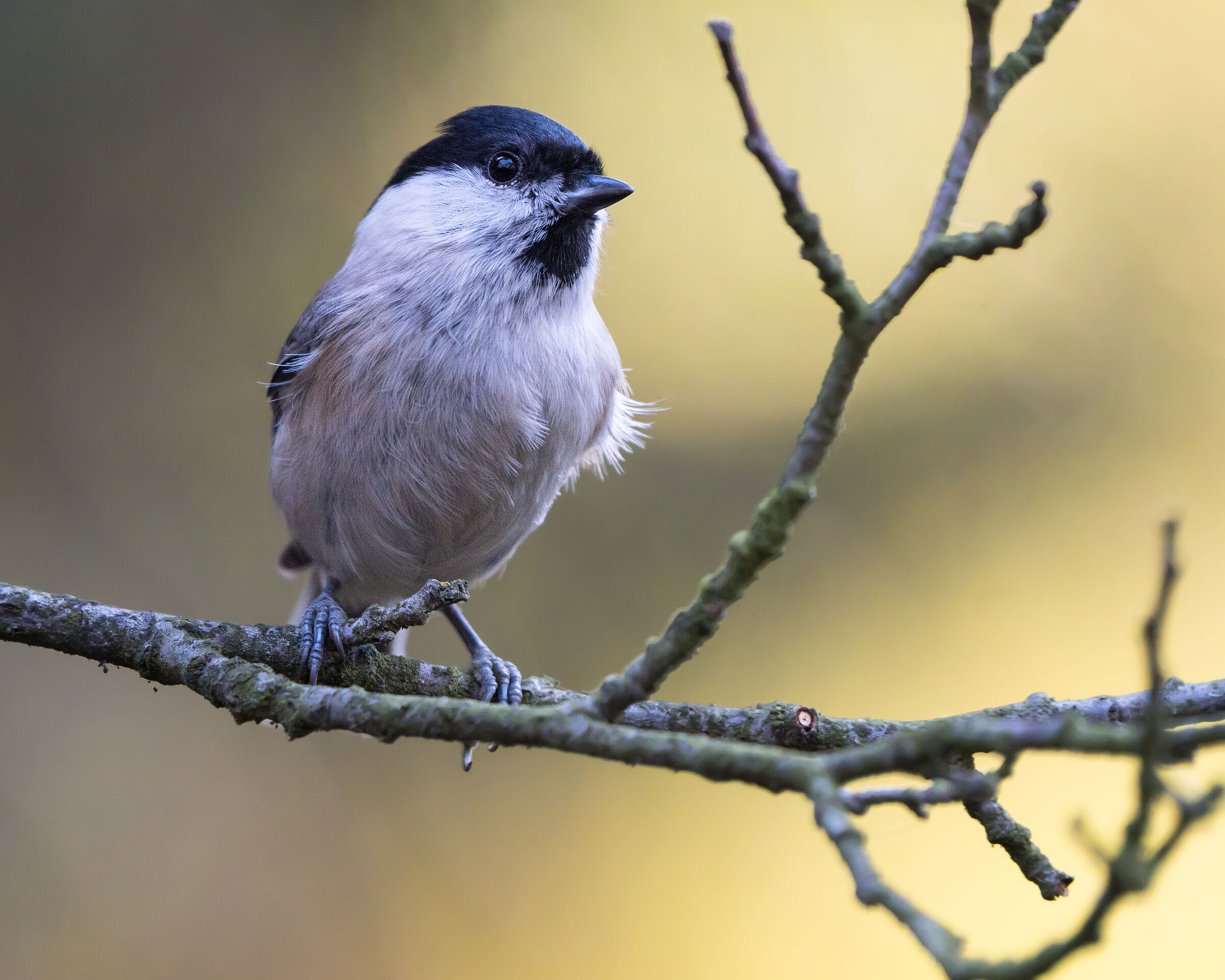 Tetta di palude (Poecile palustris)