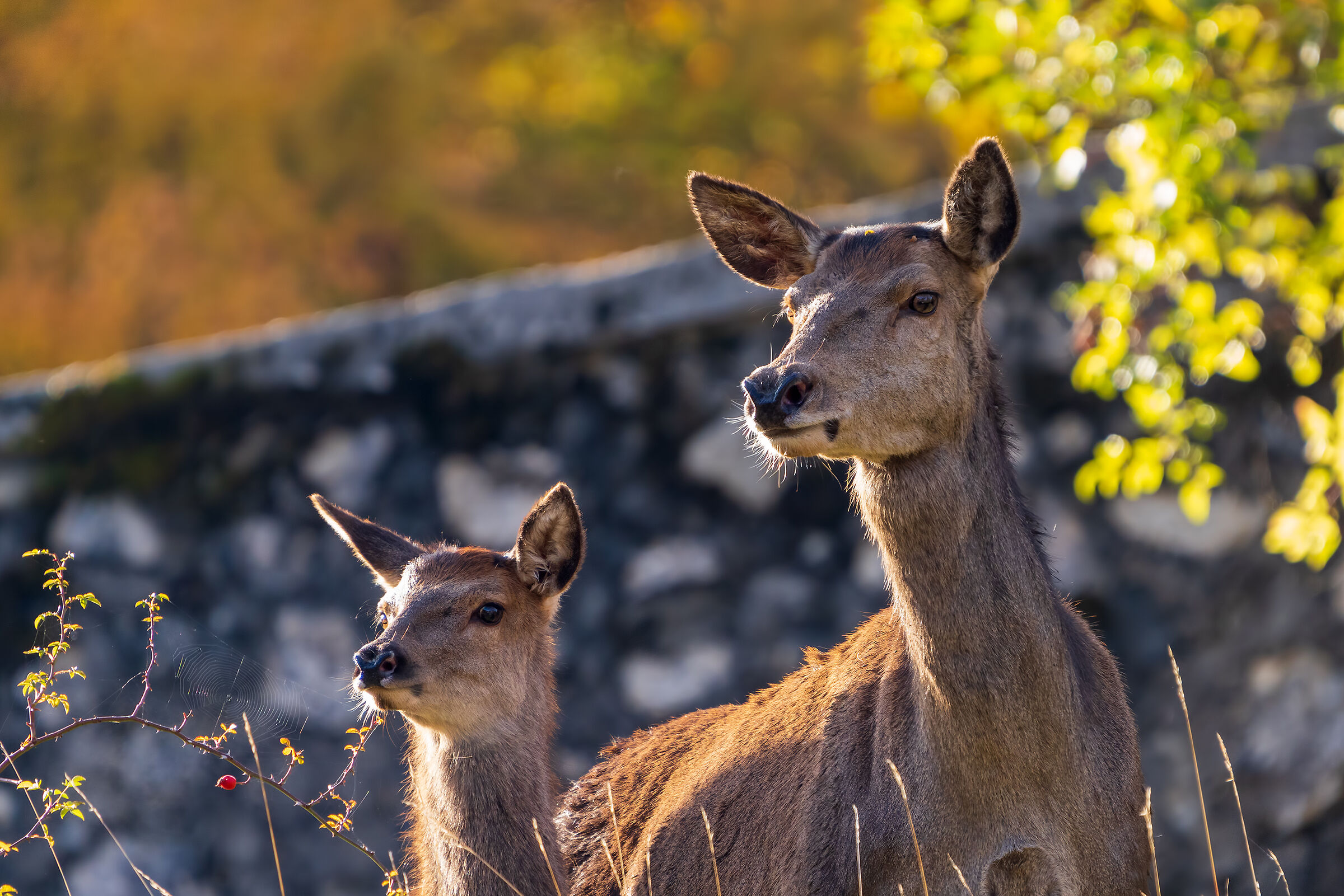 Mother and son - Cervo nobile