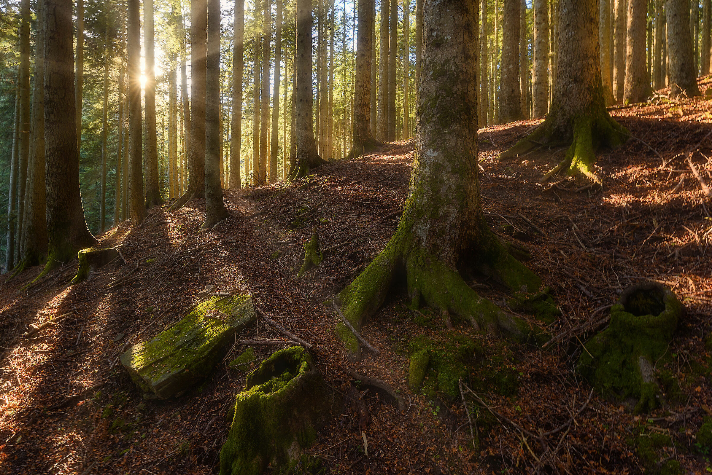 Walking in the woods II
