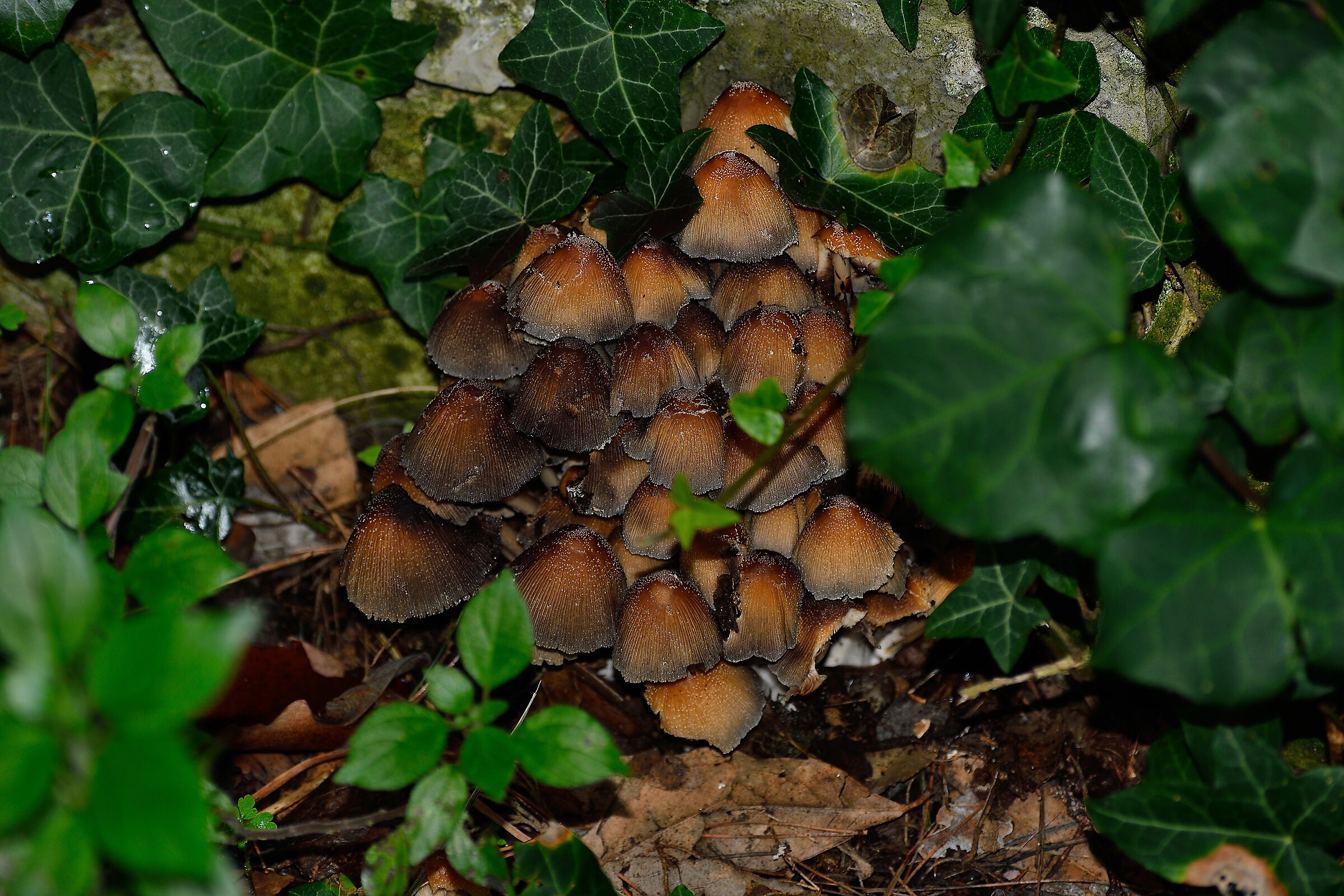 Assembramento nell'edera....