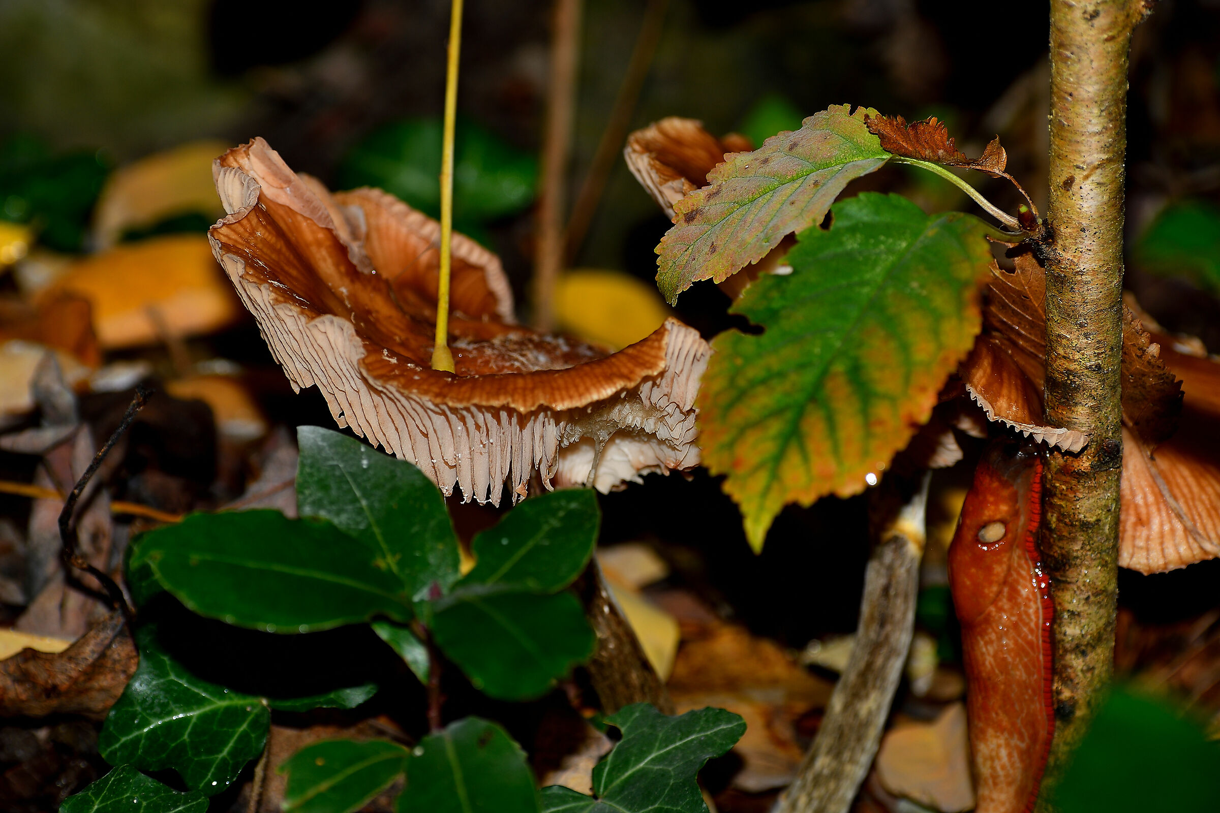 Sotto le foglie d'autunno.....