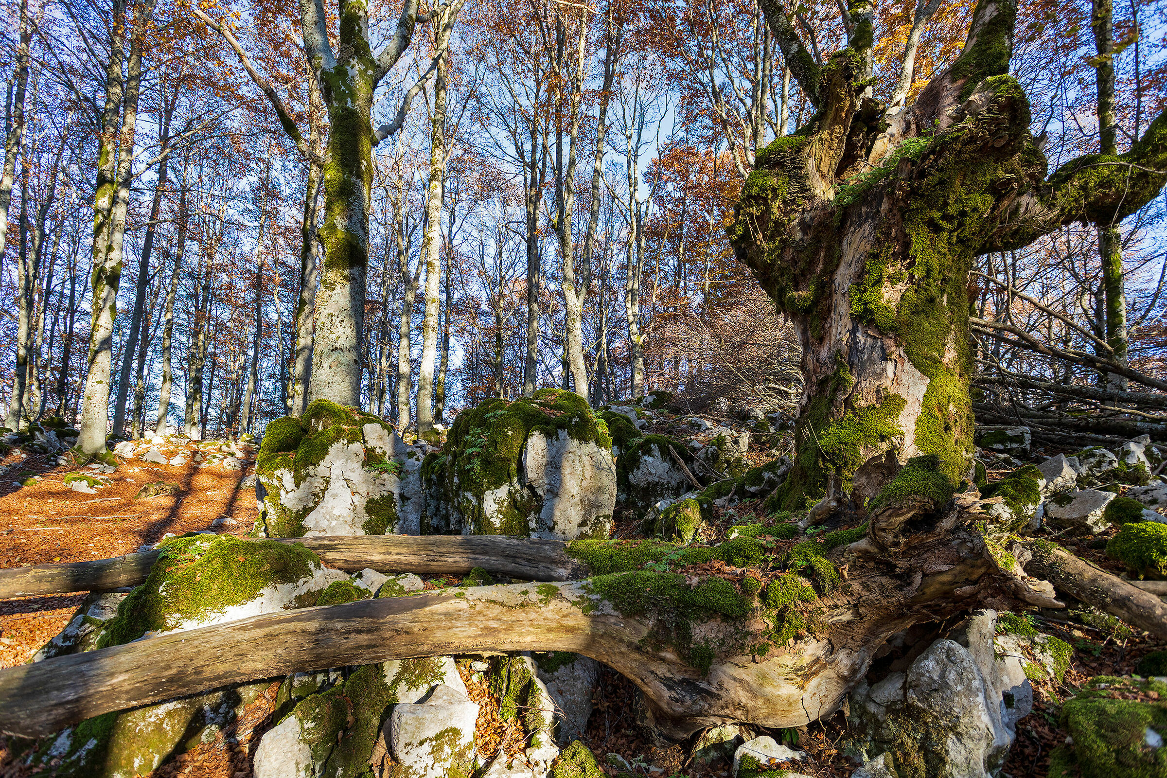 Il vecchio saggio - Acero secolare