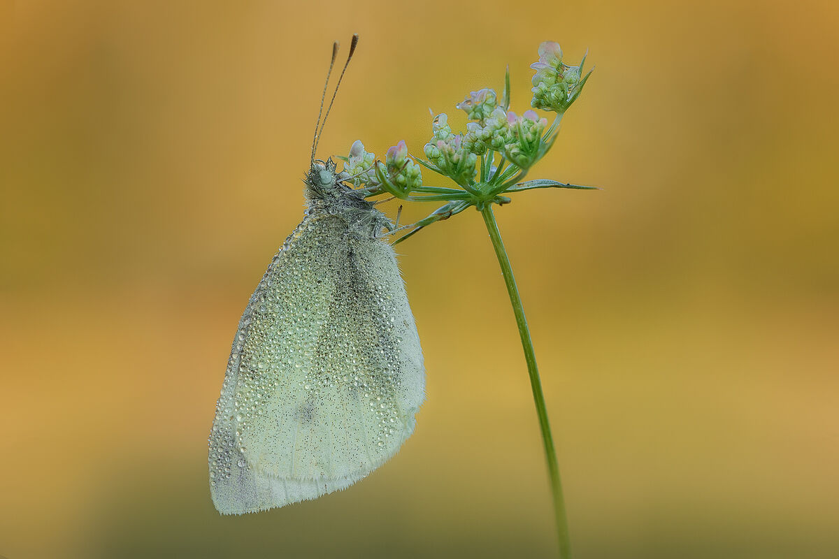 Pieris Rapae