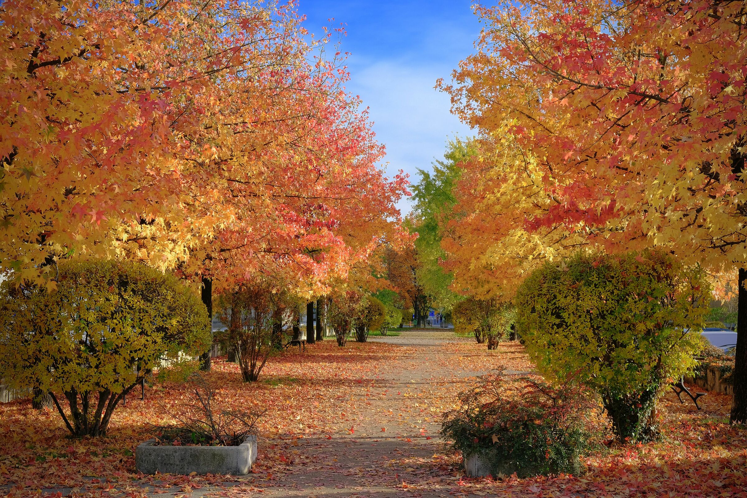 The colors of autumn