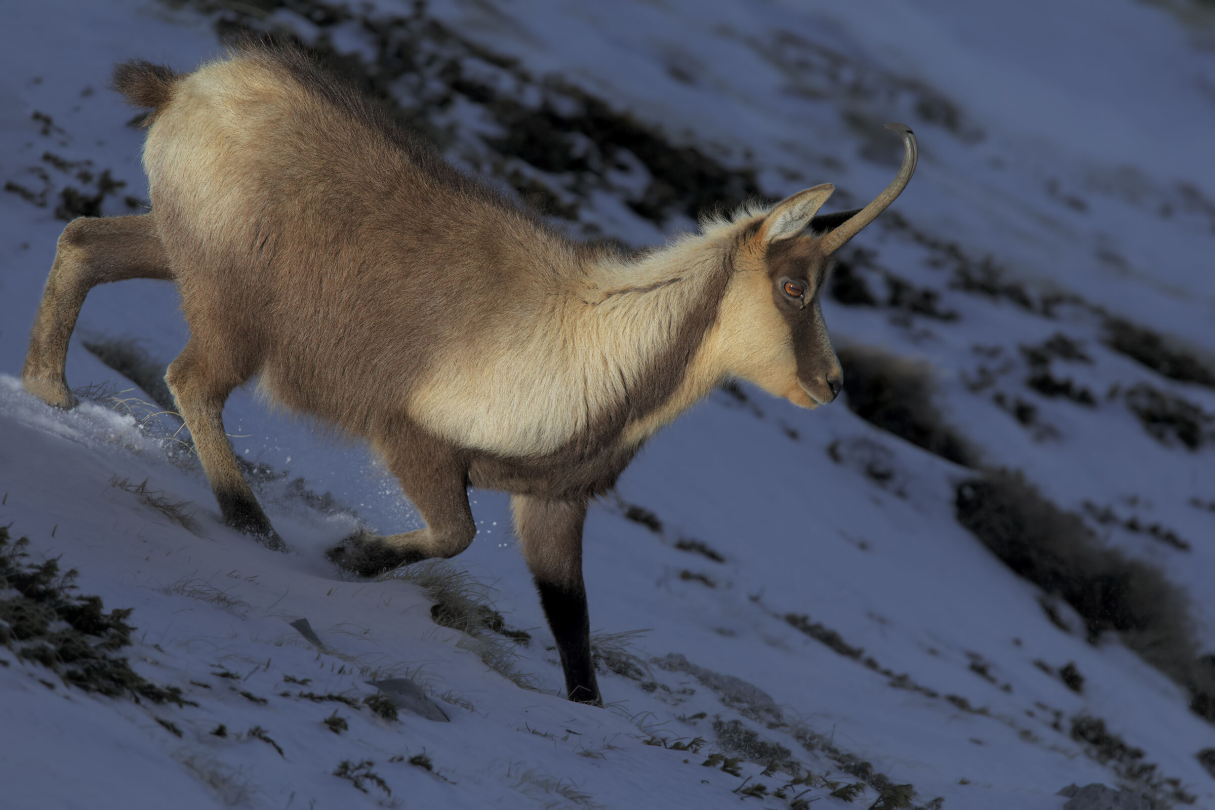 Camoscio appenninico