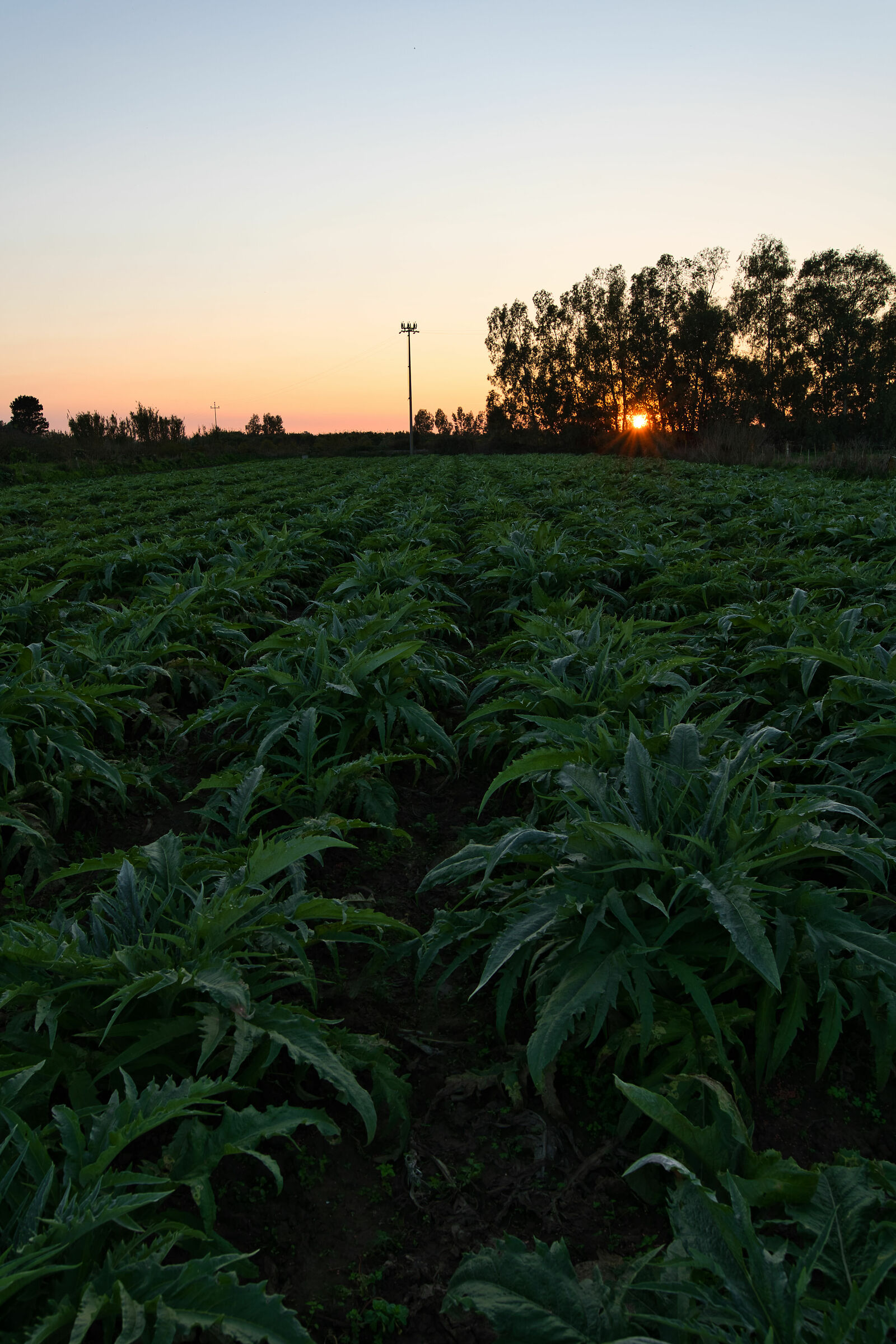 Sardinian artichokes
