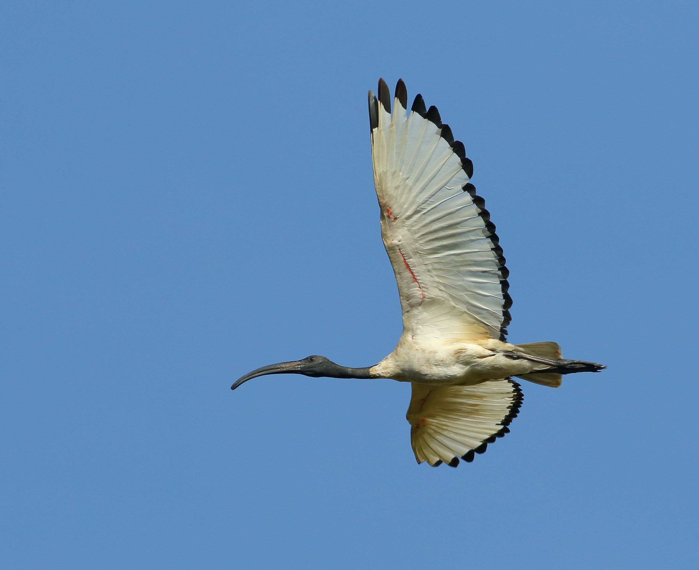 sacred ibis