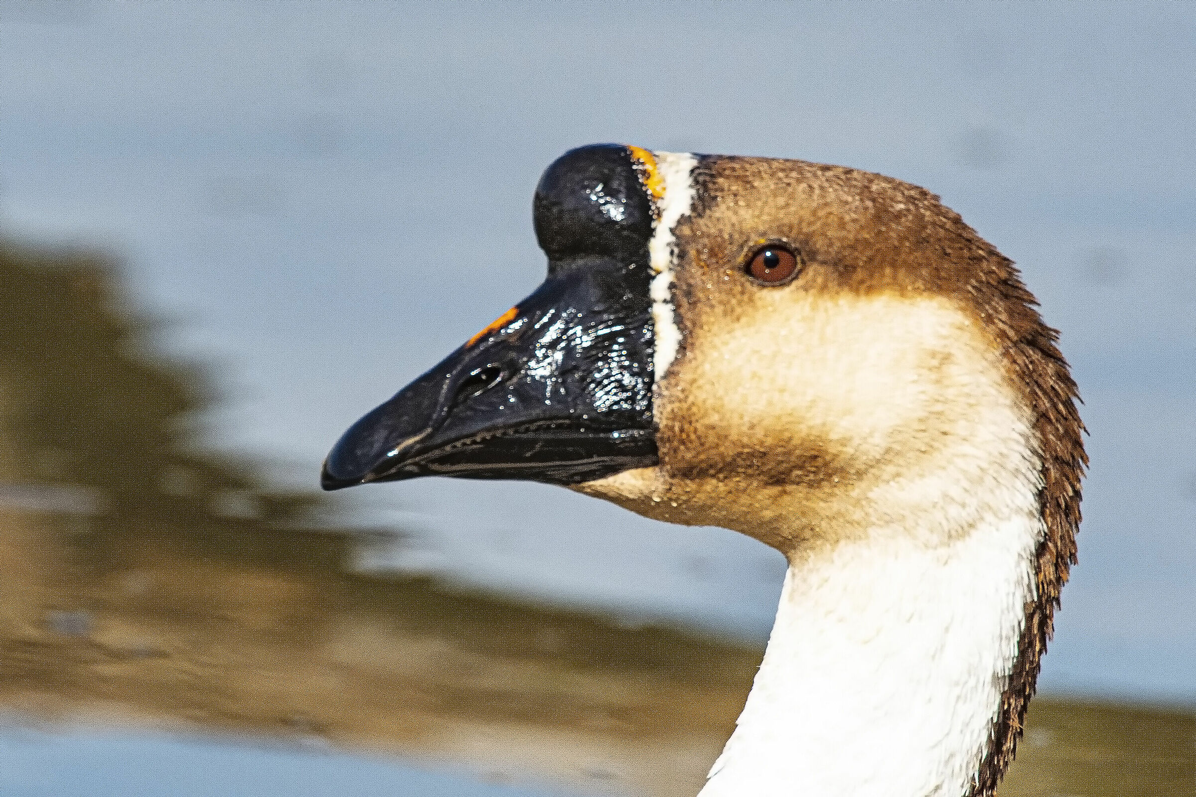 Cygnoid goose