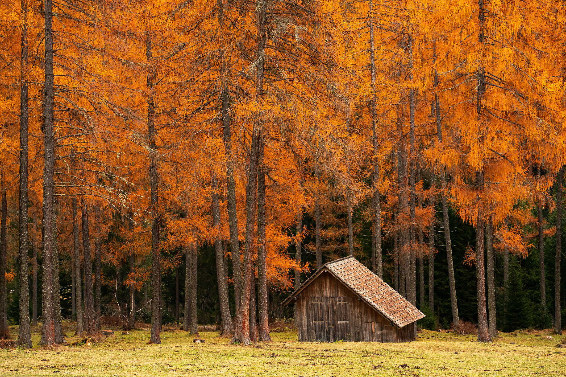 Val Fiscalina in veste dorata