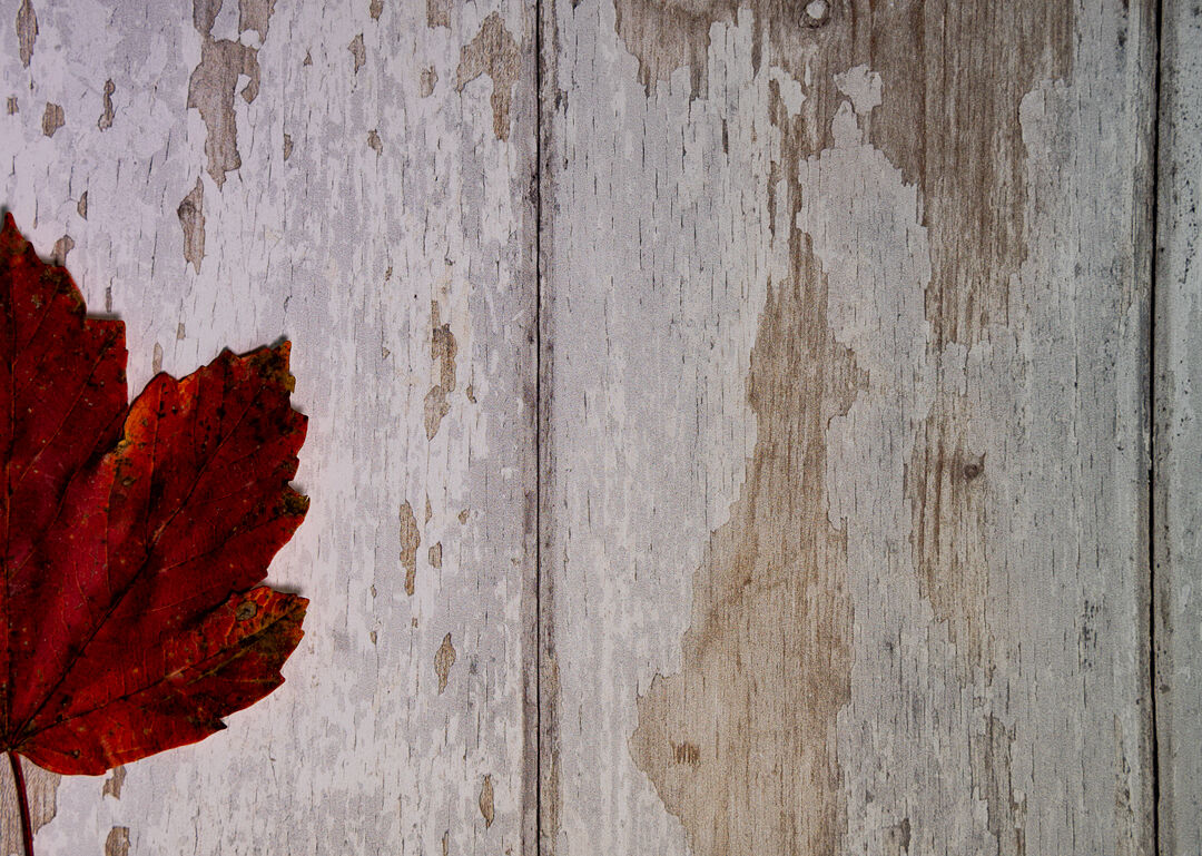 Foglia di quercia in autunno