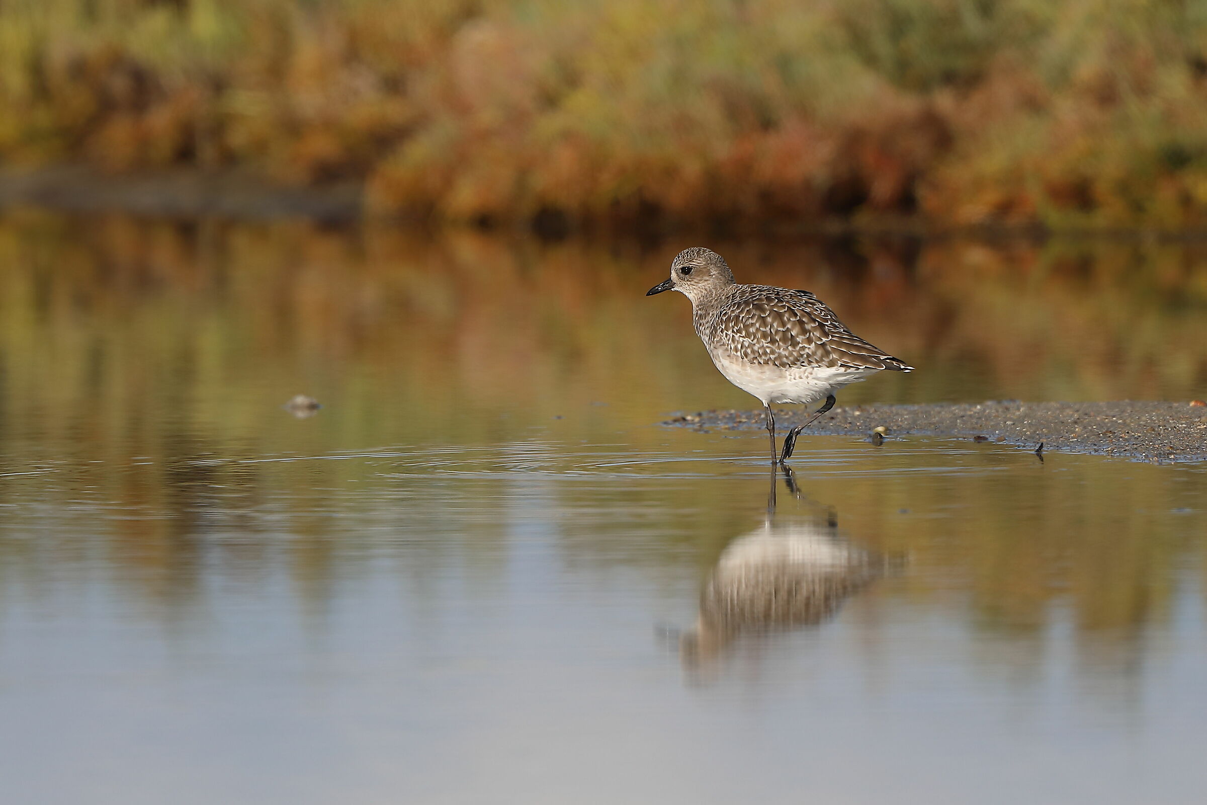 Pivieressa Municipality