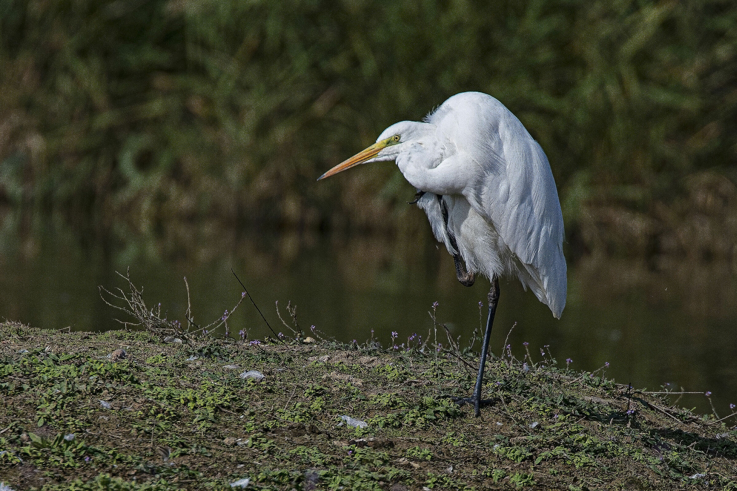 If it it itches, I scratch!