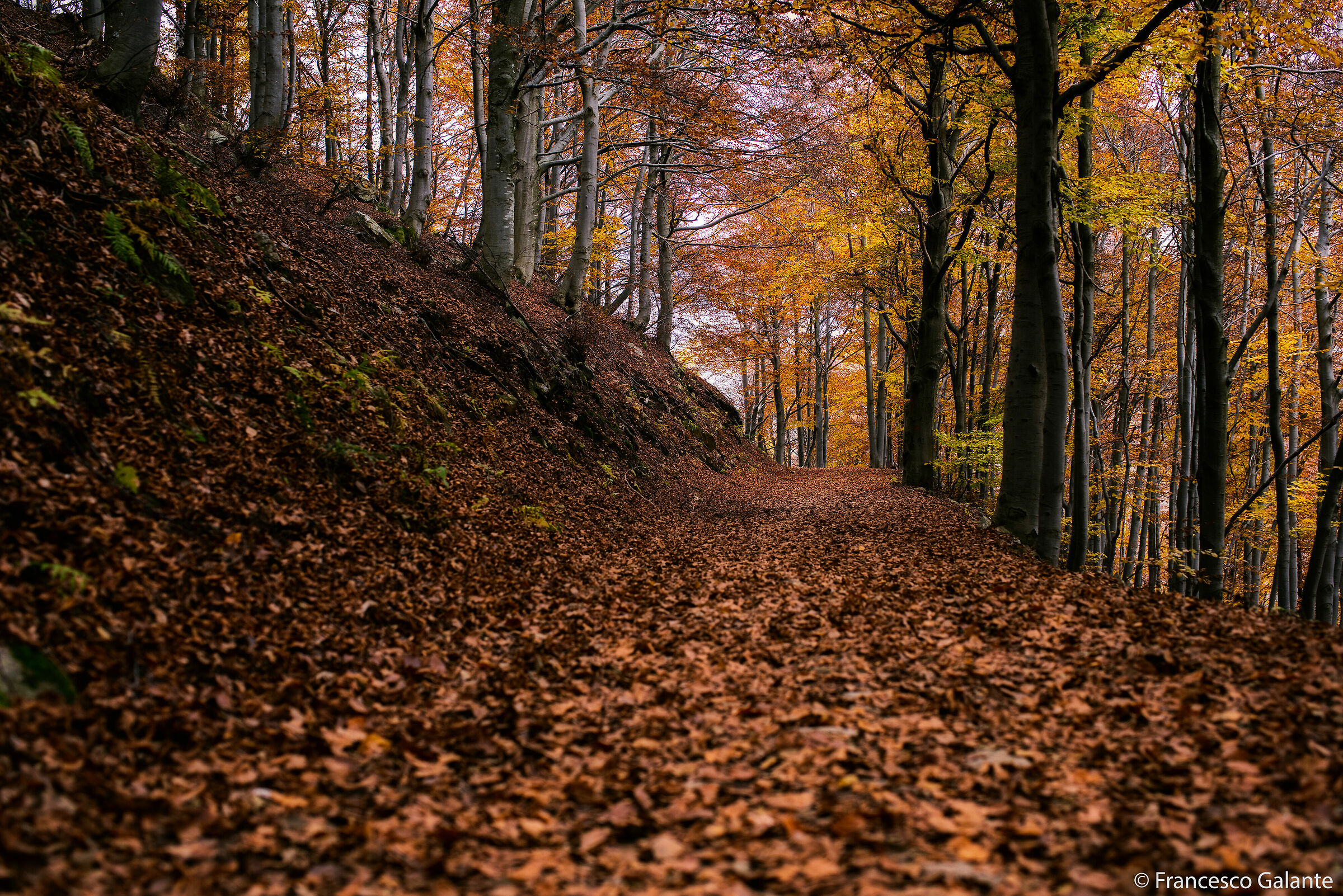 Oasi Zegna - Bosco del Sorriso 1