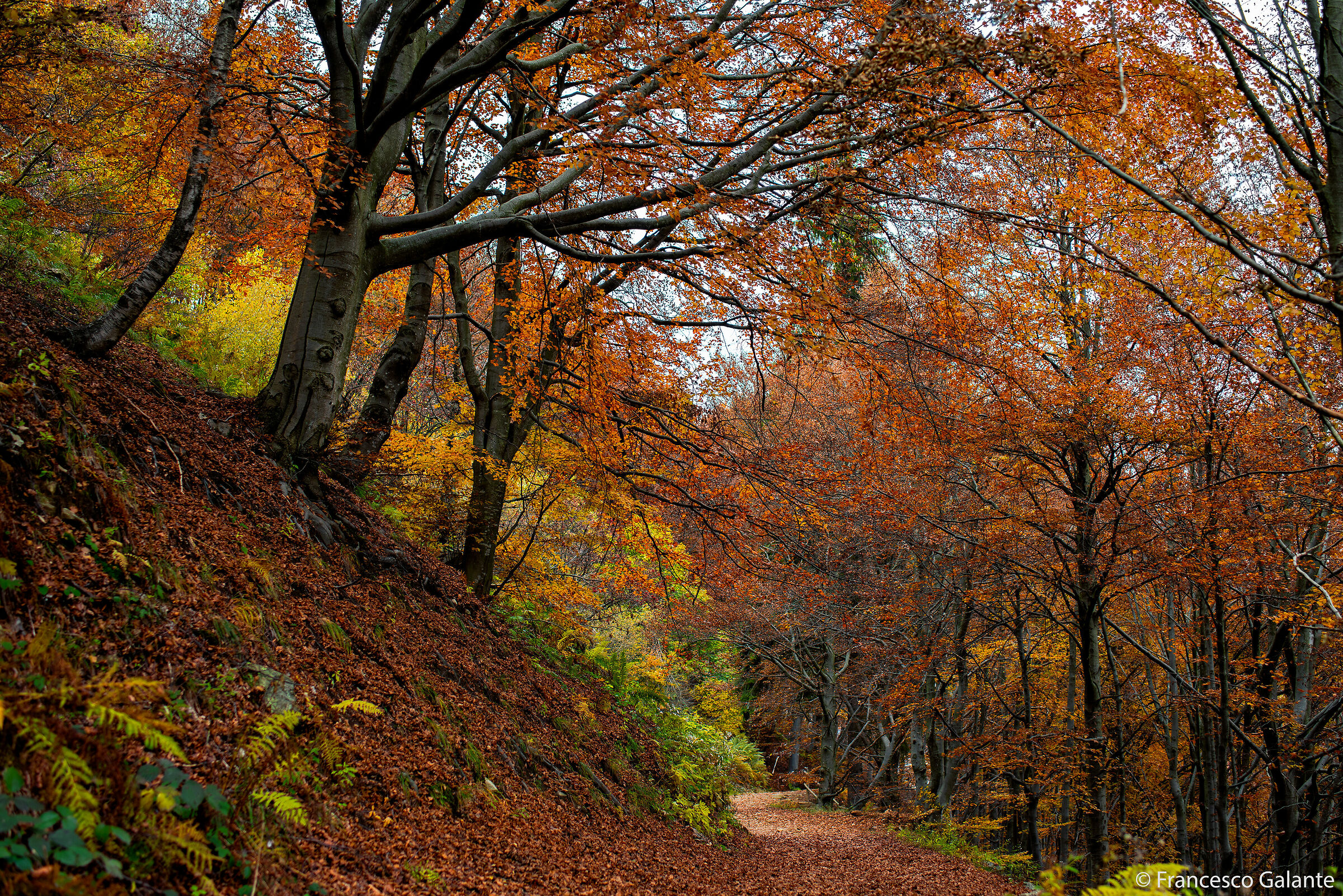 Oasi Zegna - Bosco del Sorriso 2