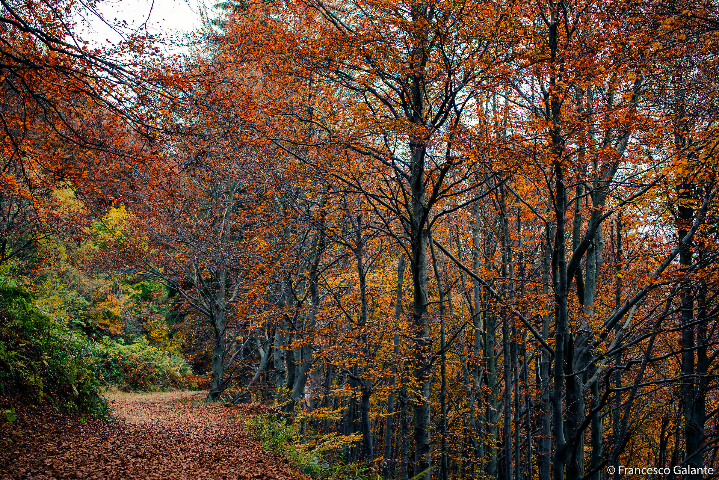 Oasi Zegna - Bosco del Sorriso 3