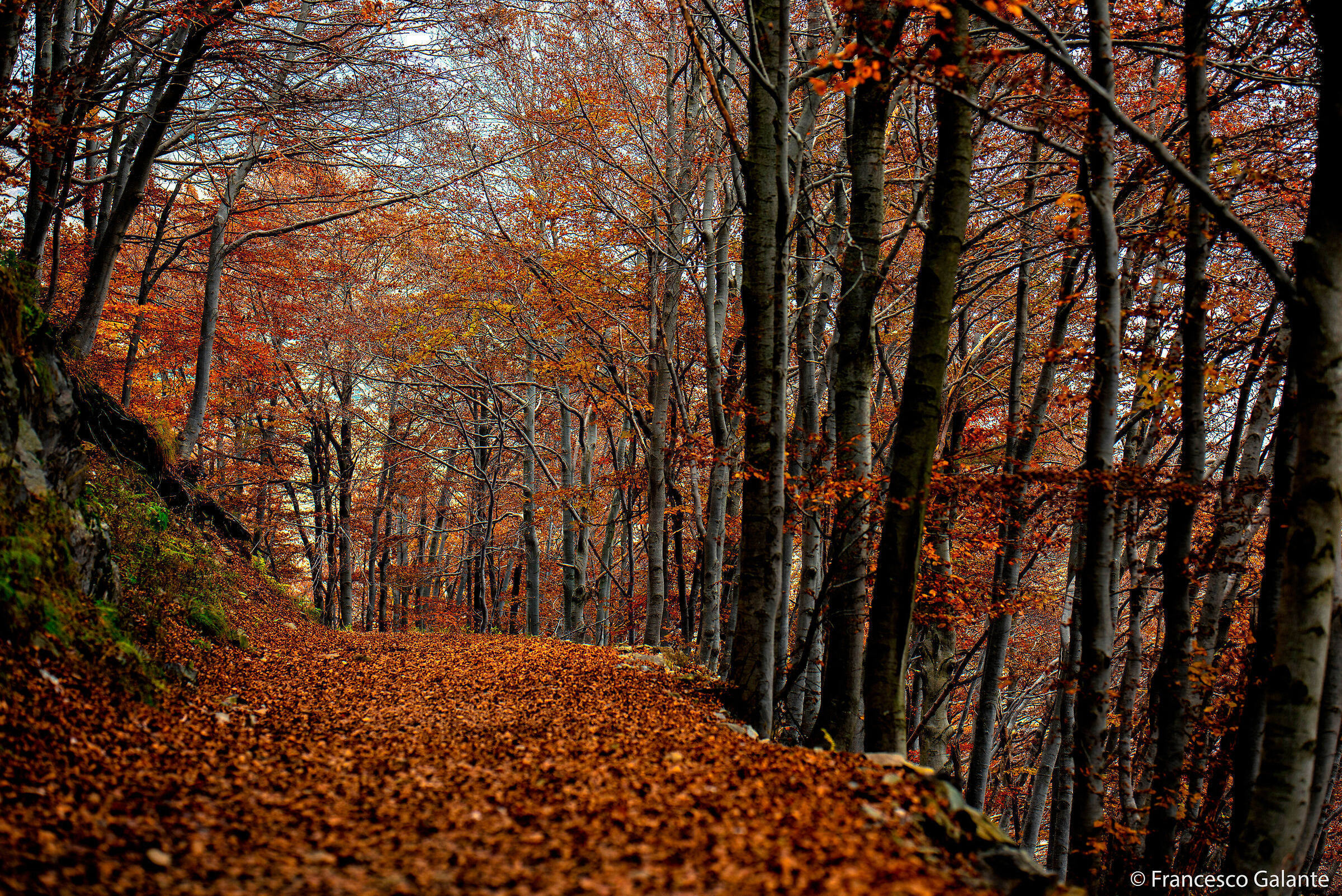 Oasi Zegna - Bosco del Sorriso 4