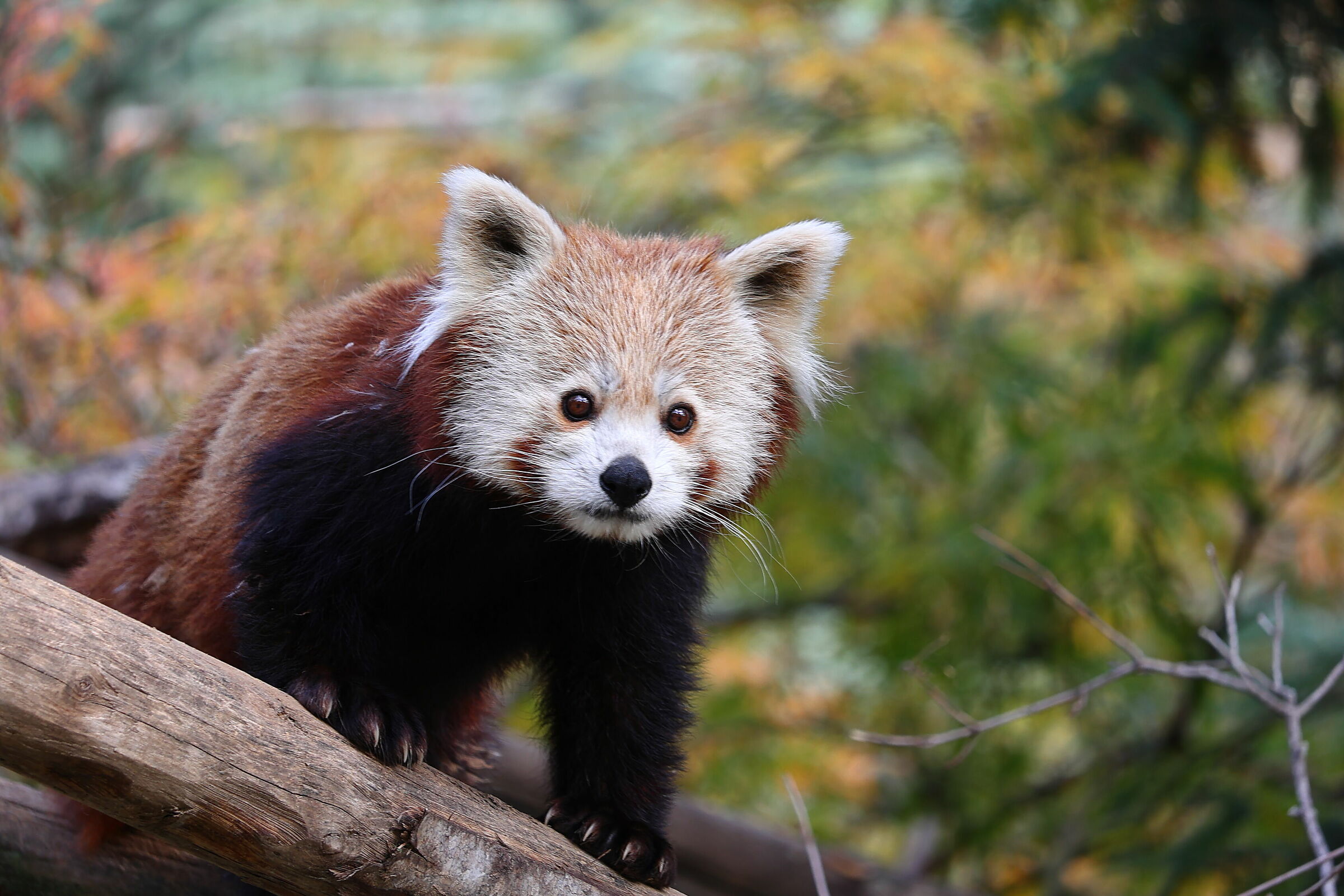 Panda minore (Ailurus fulgens)