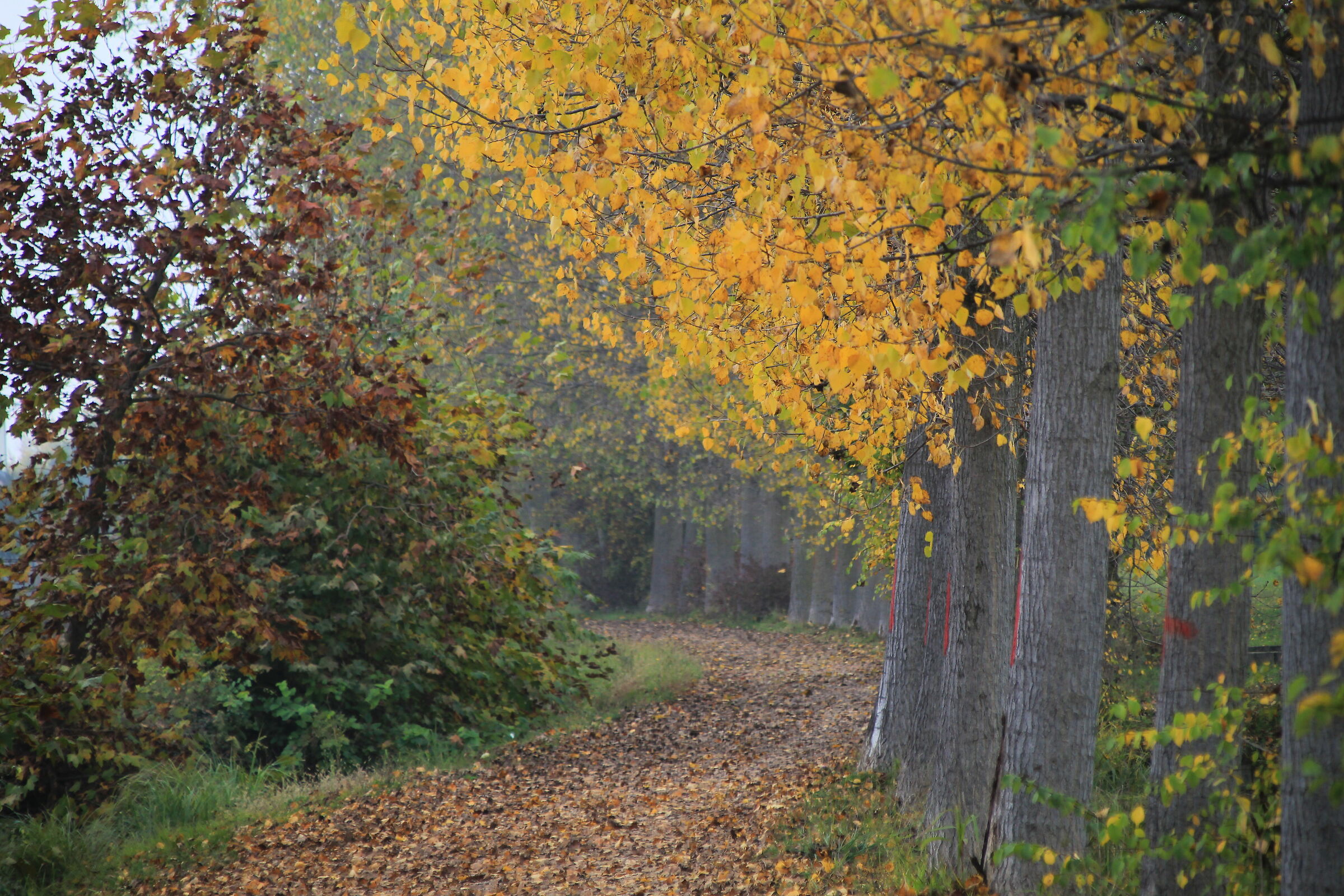 Foliage4