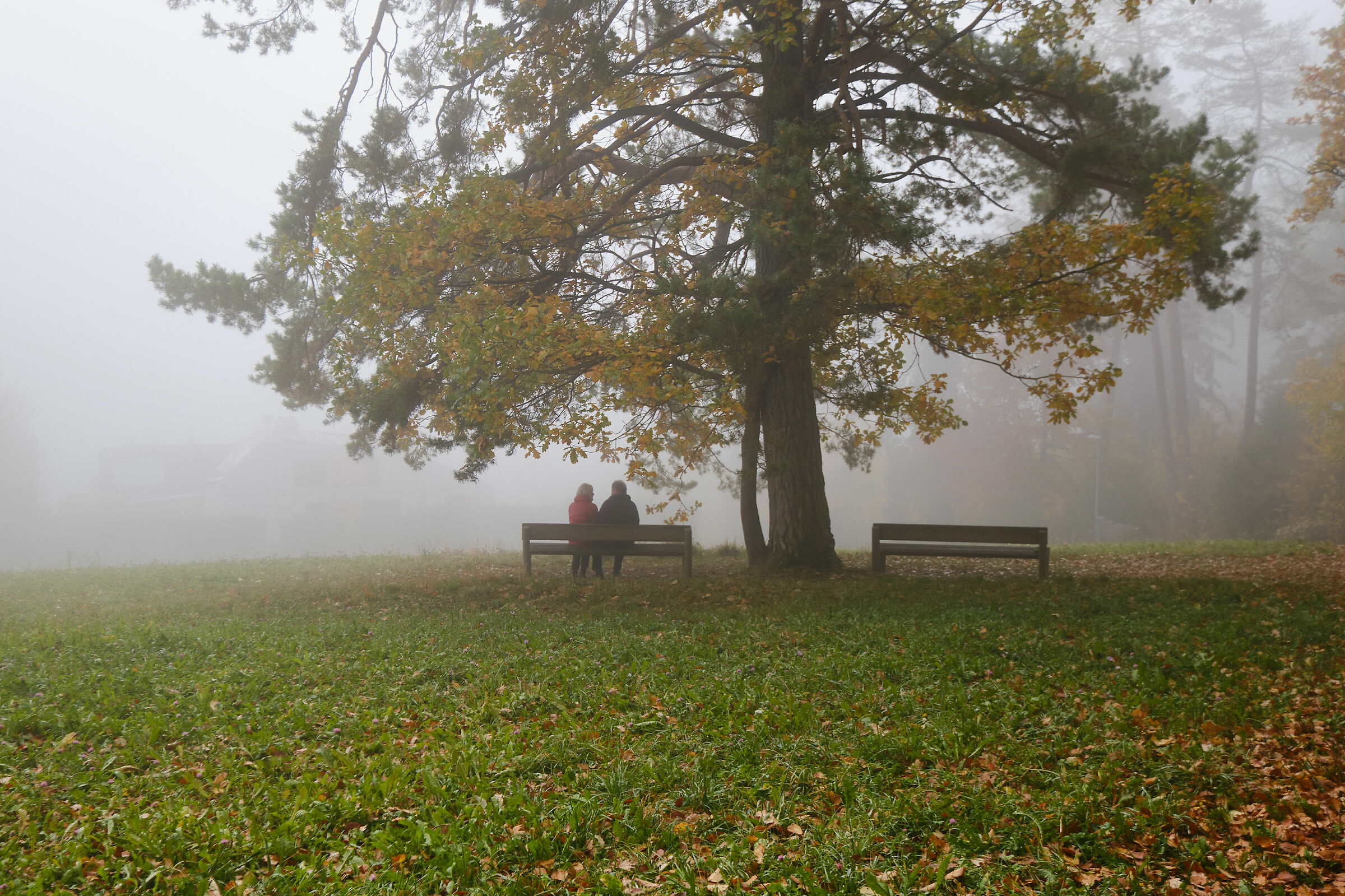 Parole sotto l'albero