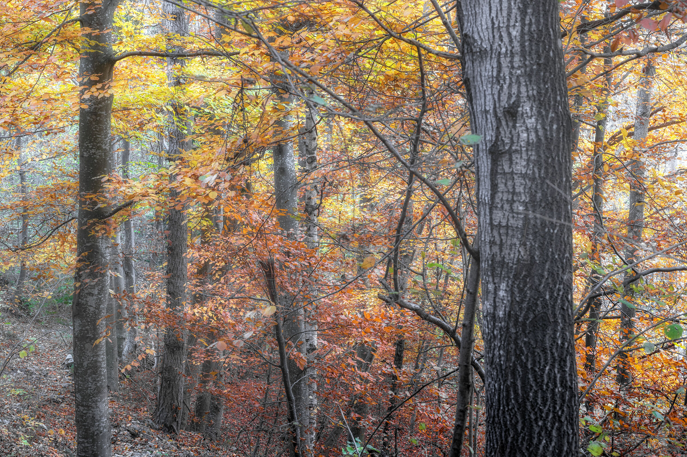 Nel cuore della faggeta