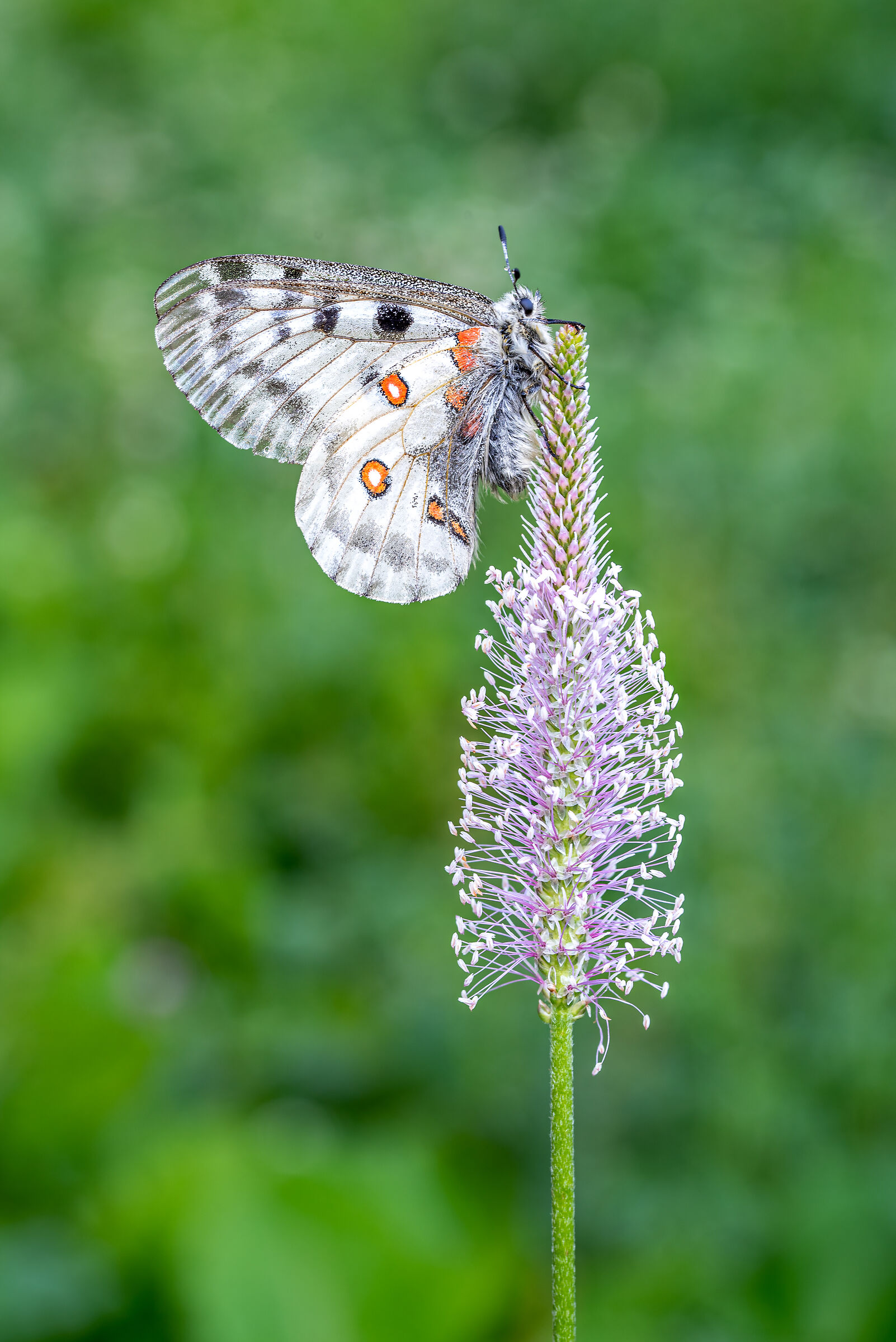 Parnassius apollo.