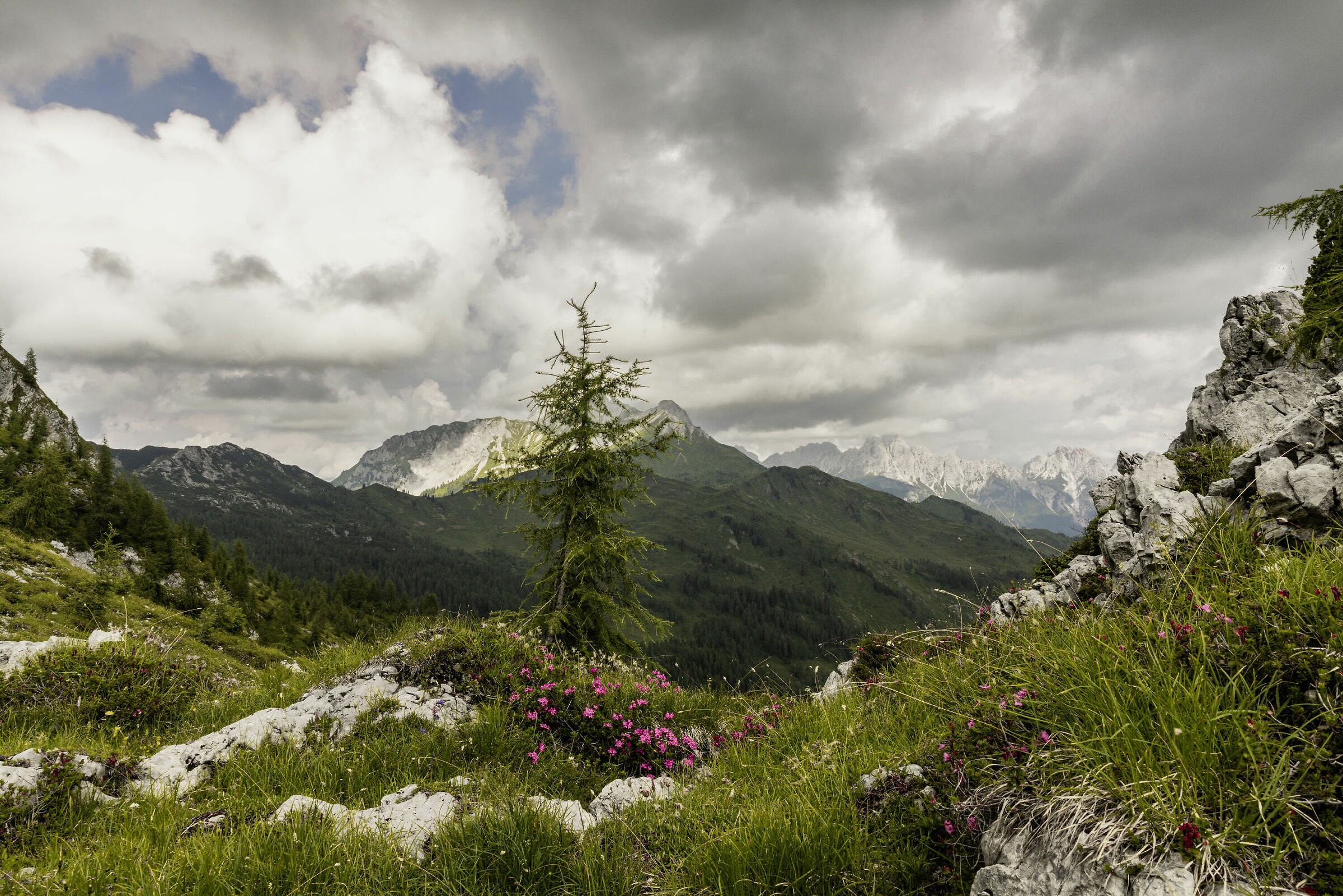 Rhododendrons in Carnia