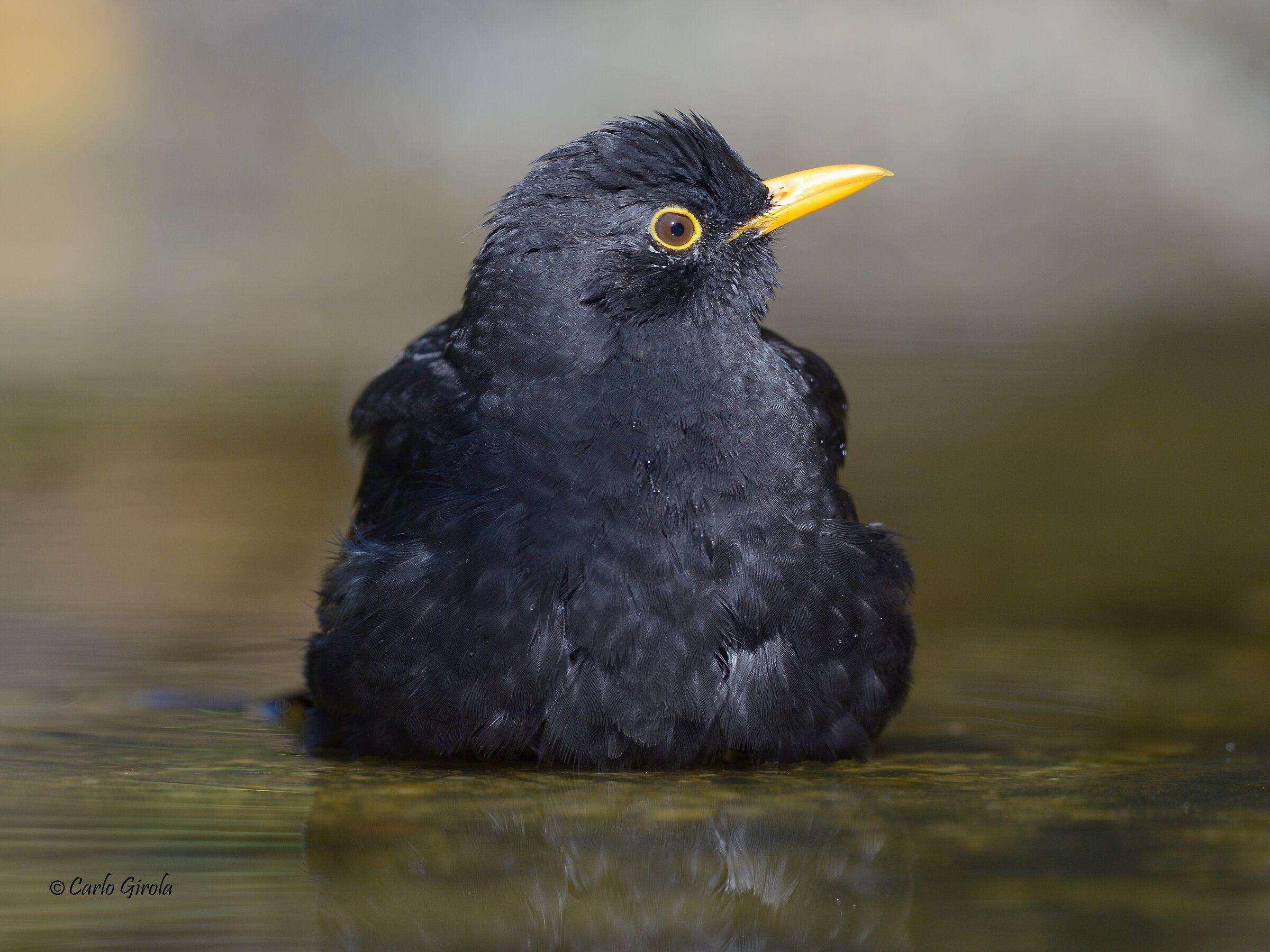 Simply Merlo (Turdus merula)