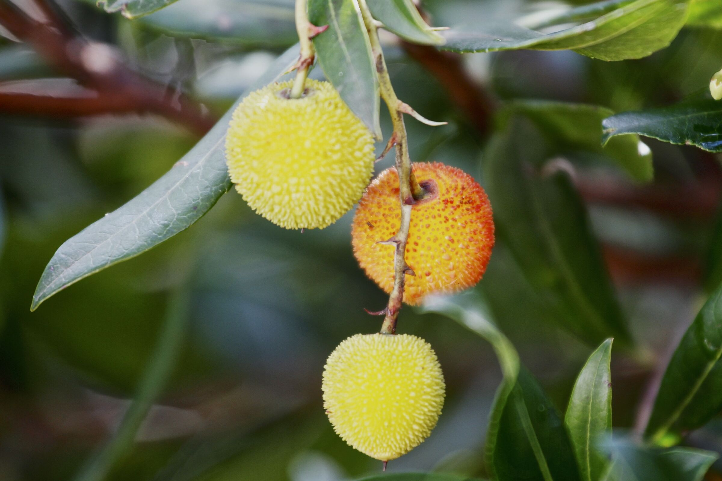 Fruits of the strawberry