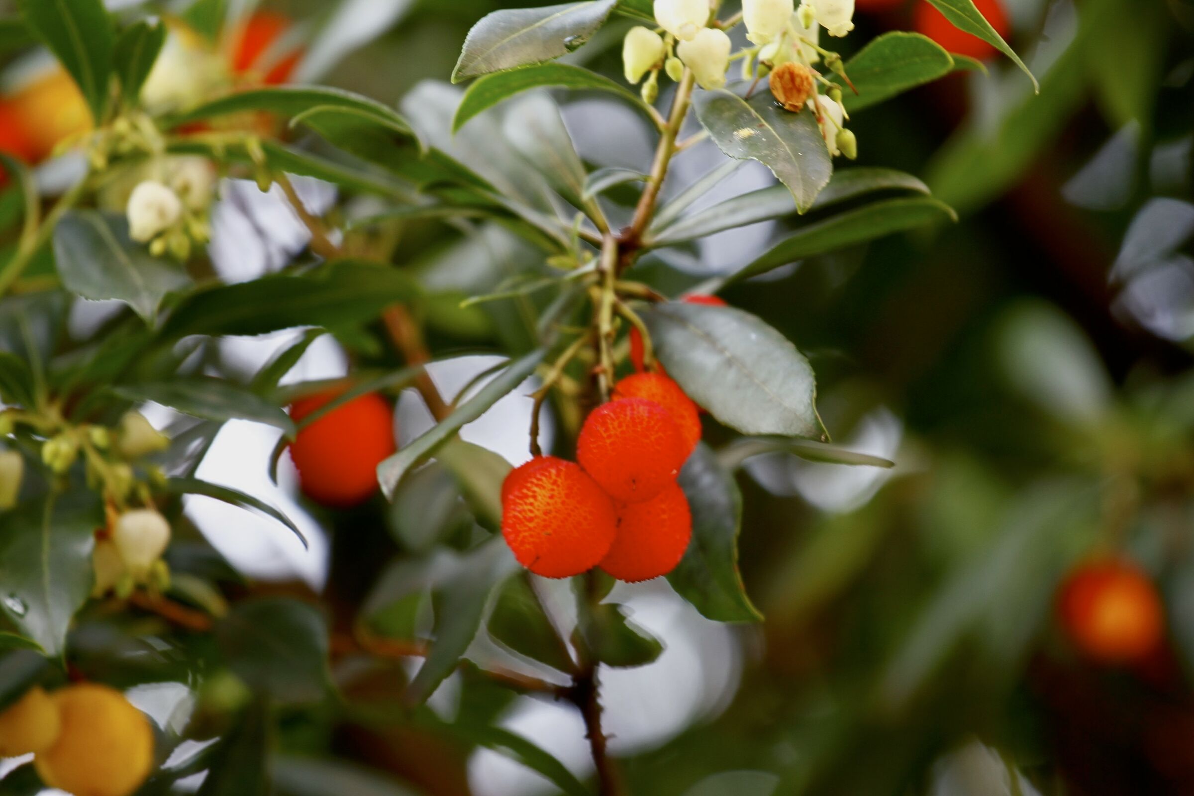 Fruits of the strawberry