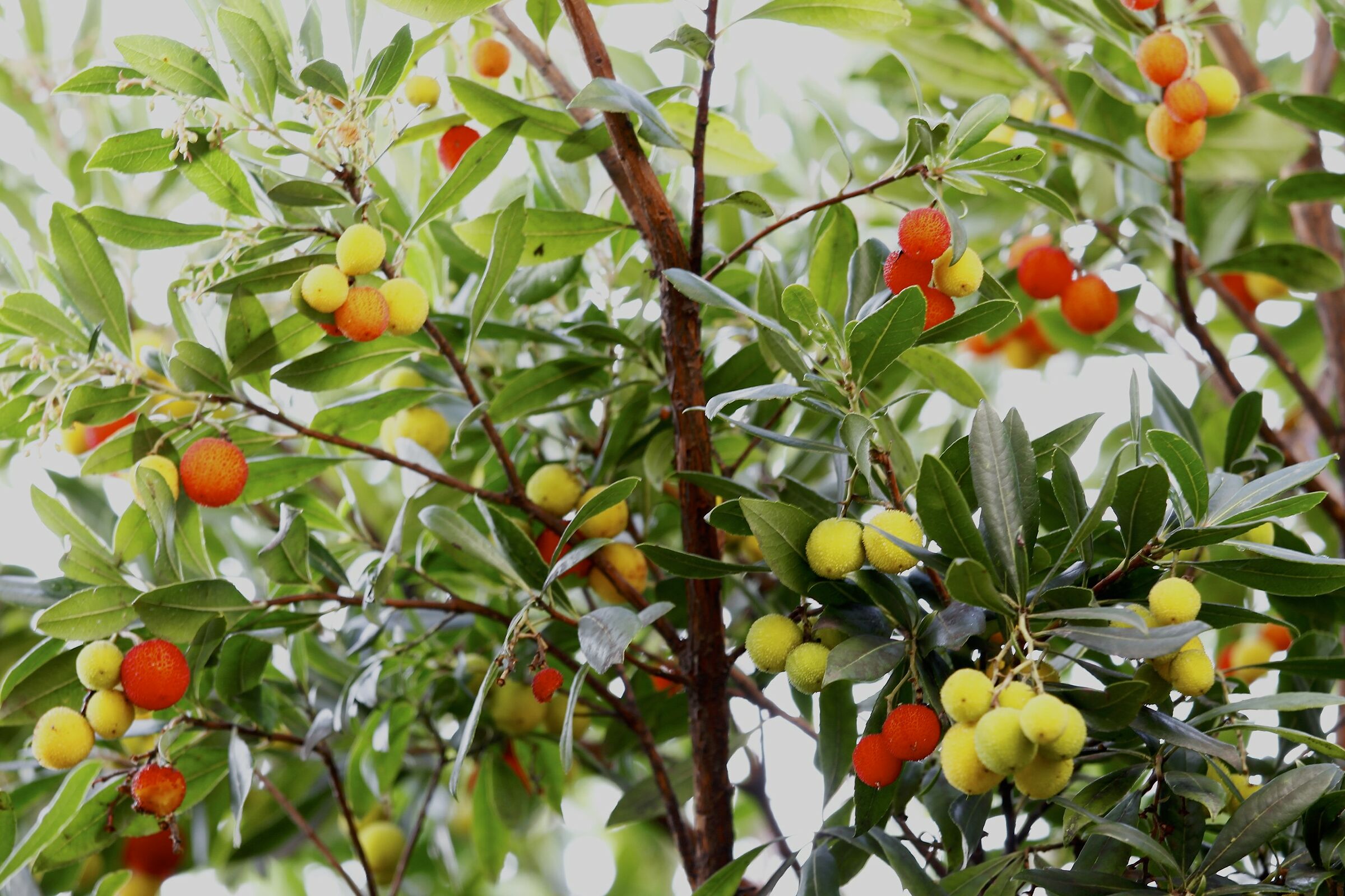 Fruits of the strawberry