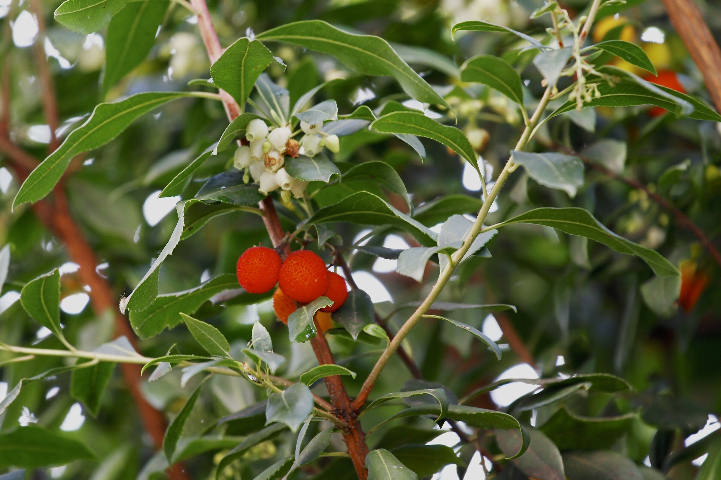 Fruits of the strawberry