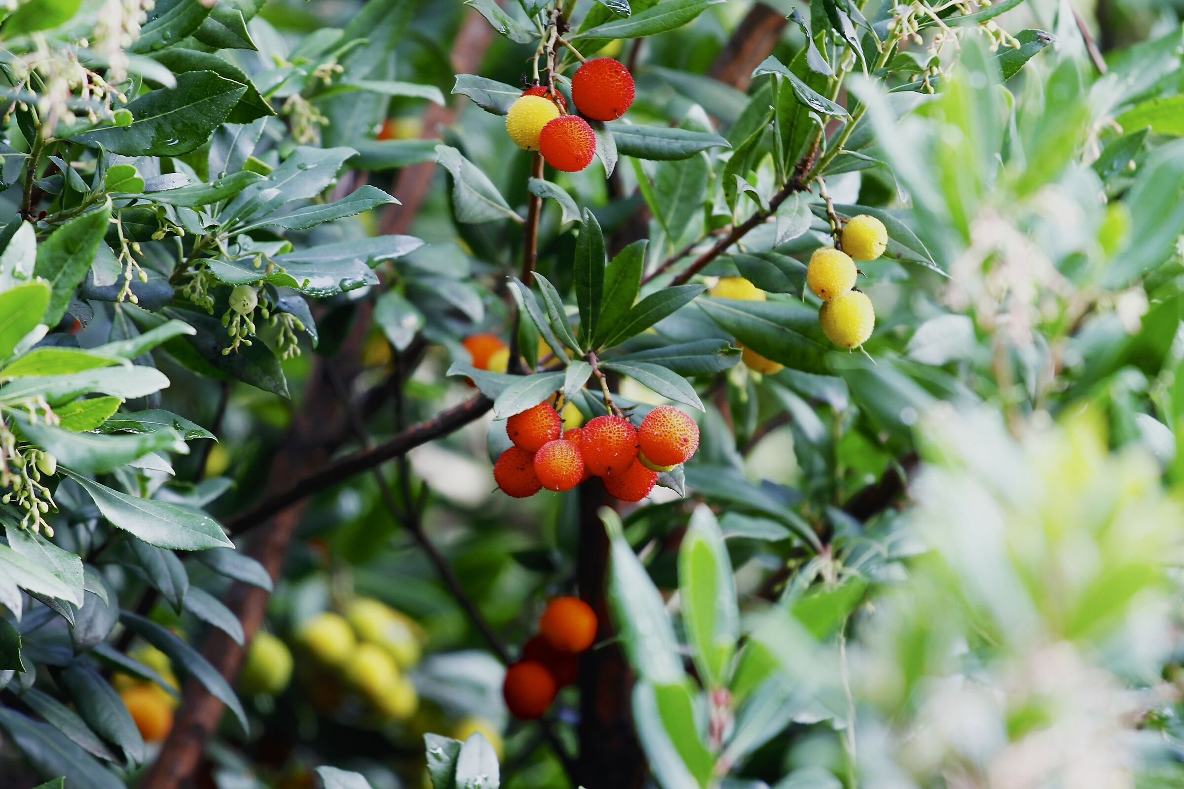 Fruits of the strawberry