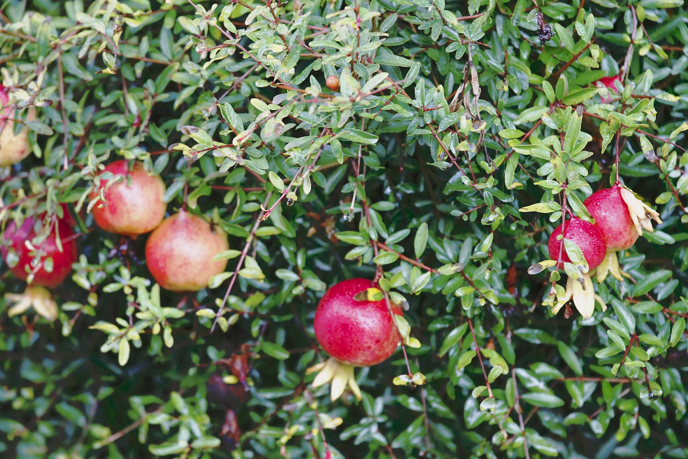 Fruits of the strawberry