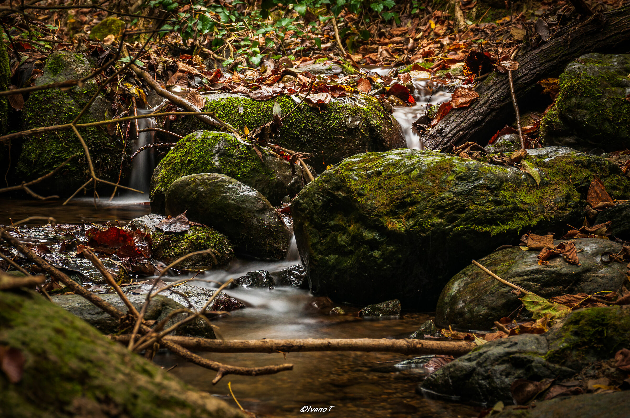 Enchanted Wood