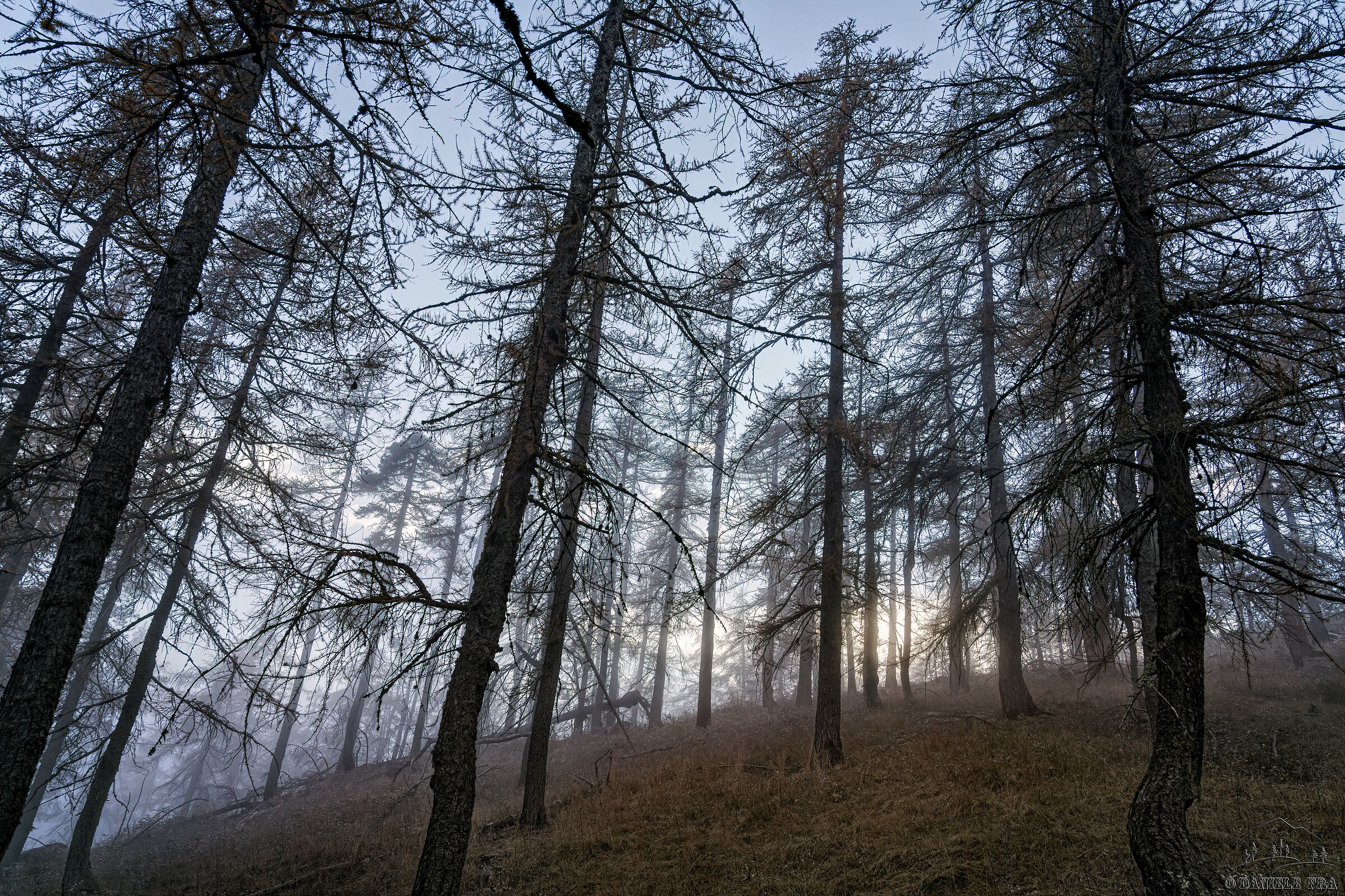 Bosco di Larici above Perrero