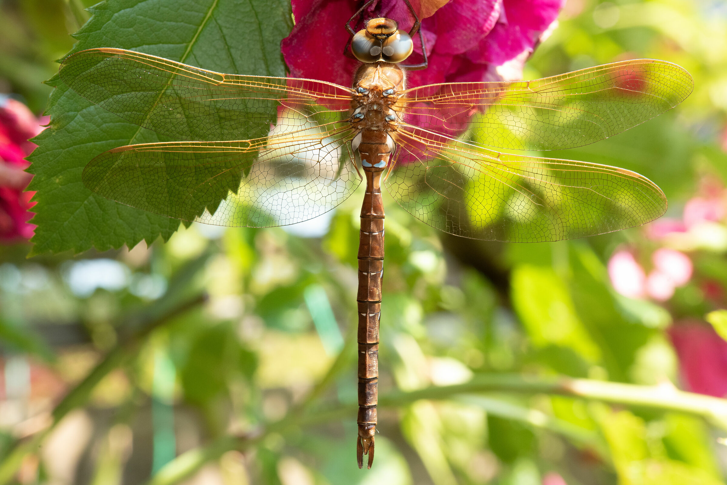 Libellula comune e rose