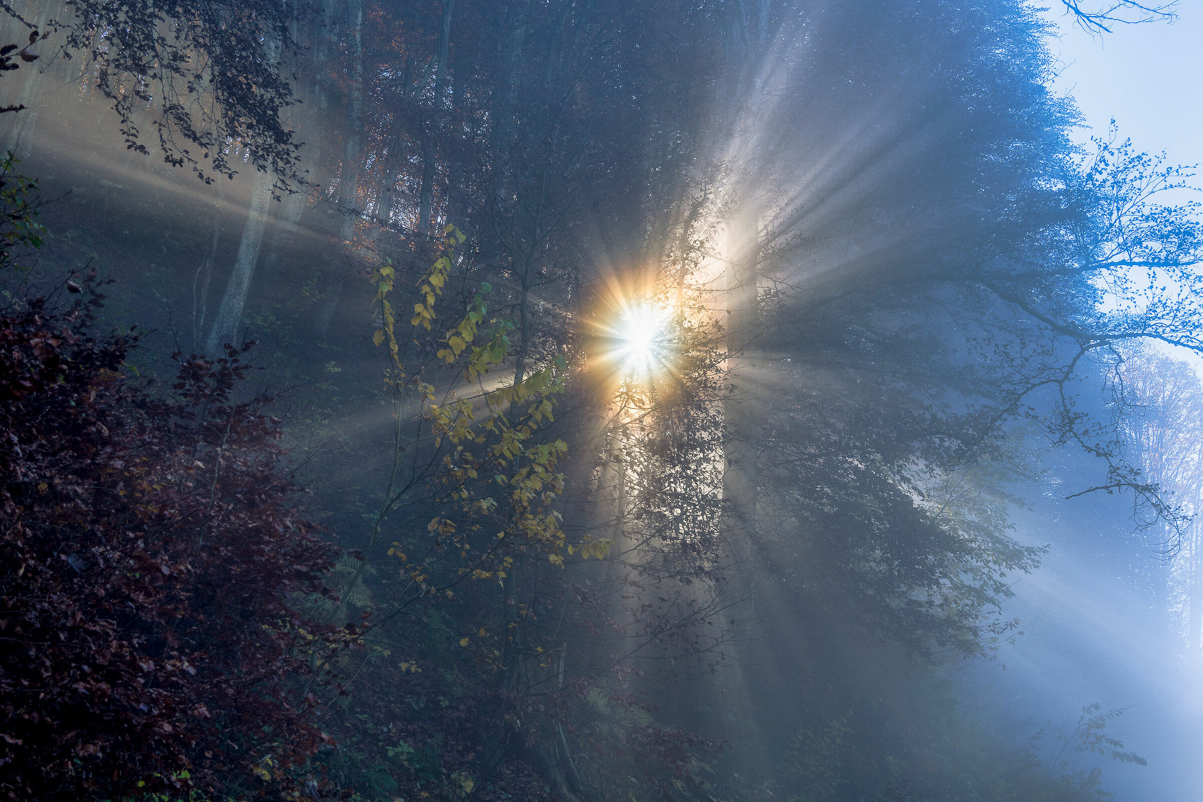 Incantesimo dei boschi