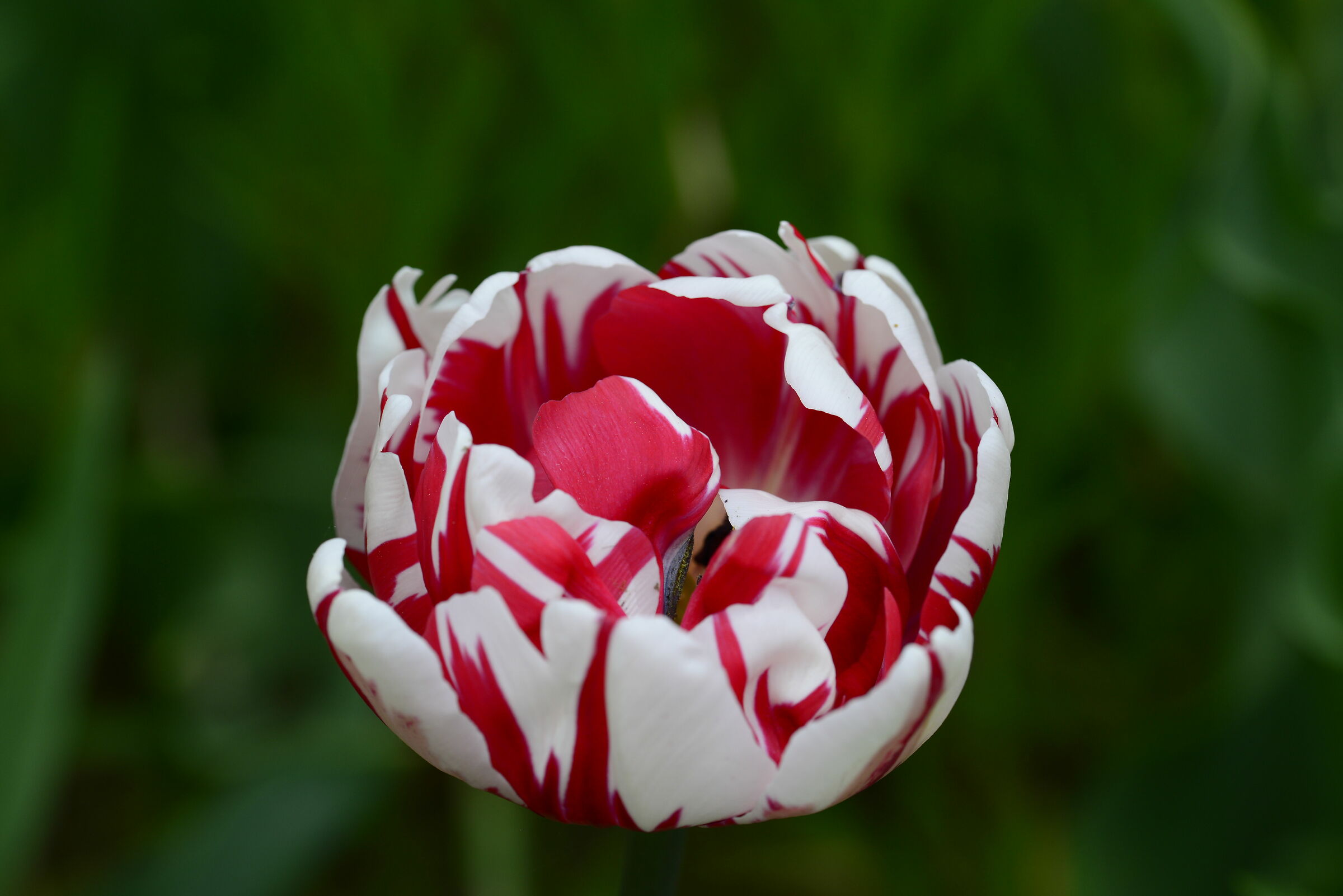 Tulipano