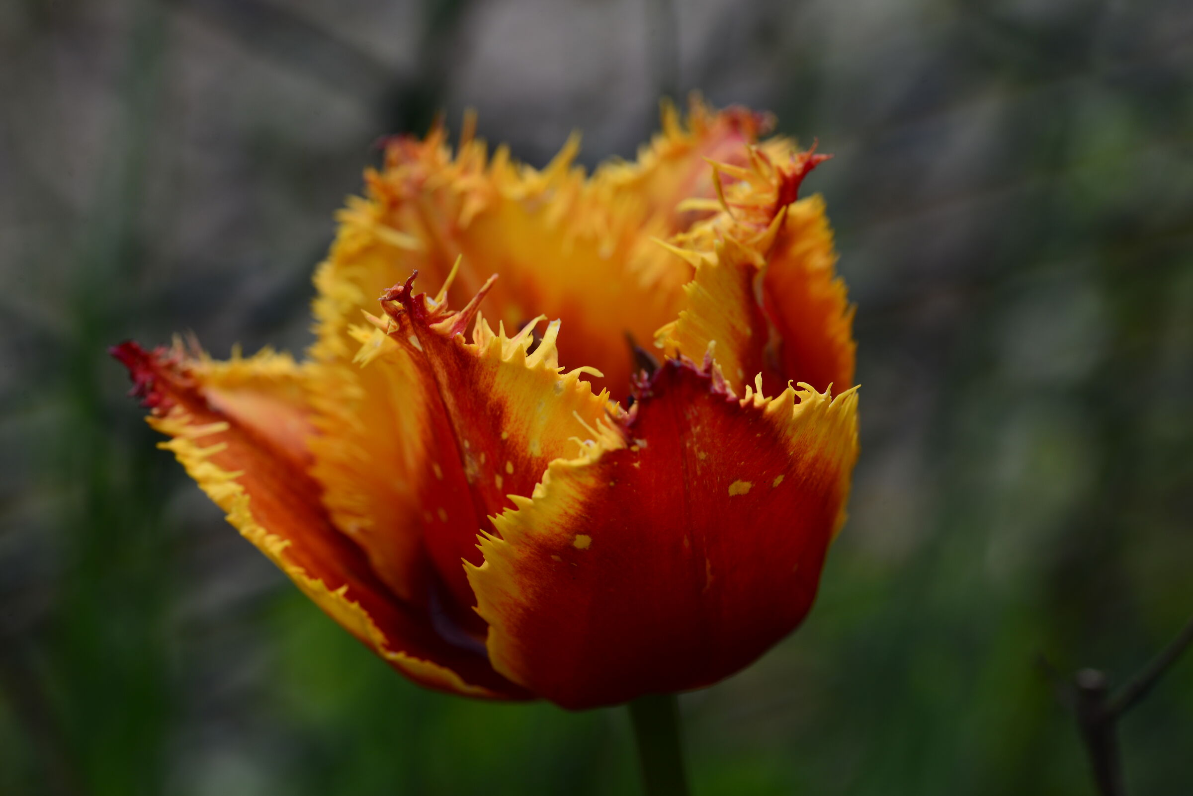 Tulipano