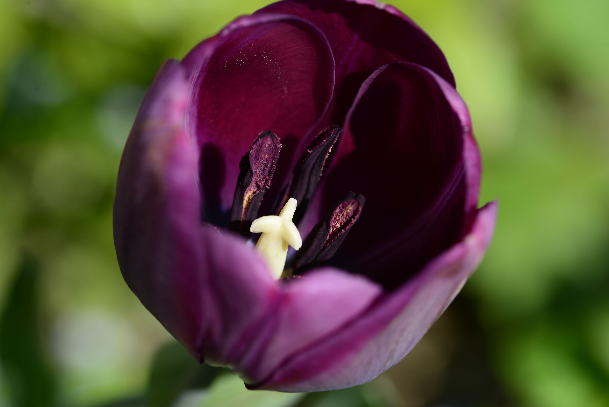 Tulipano